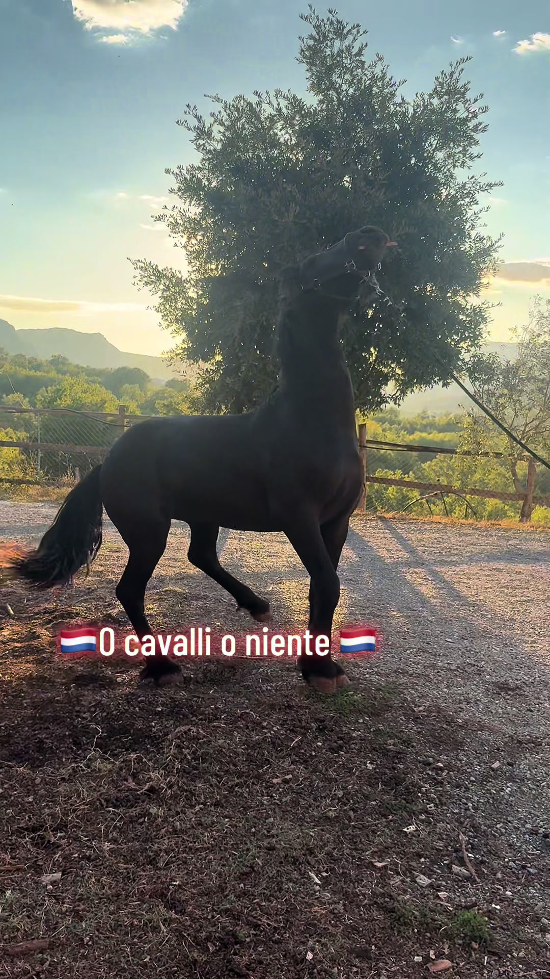 @Francesco Tortorella