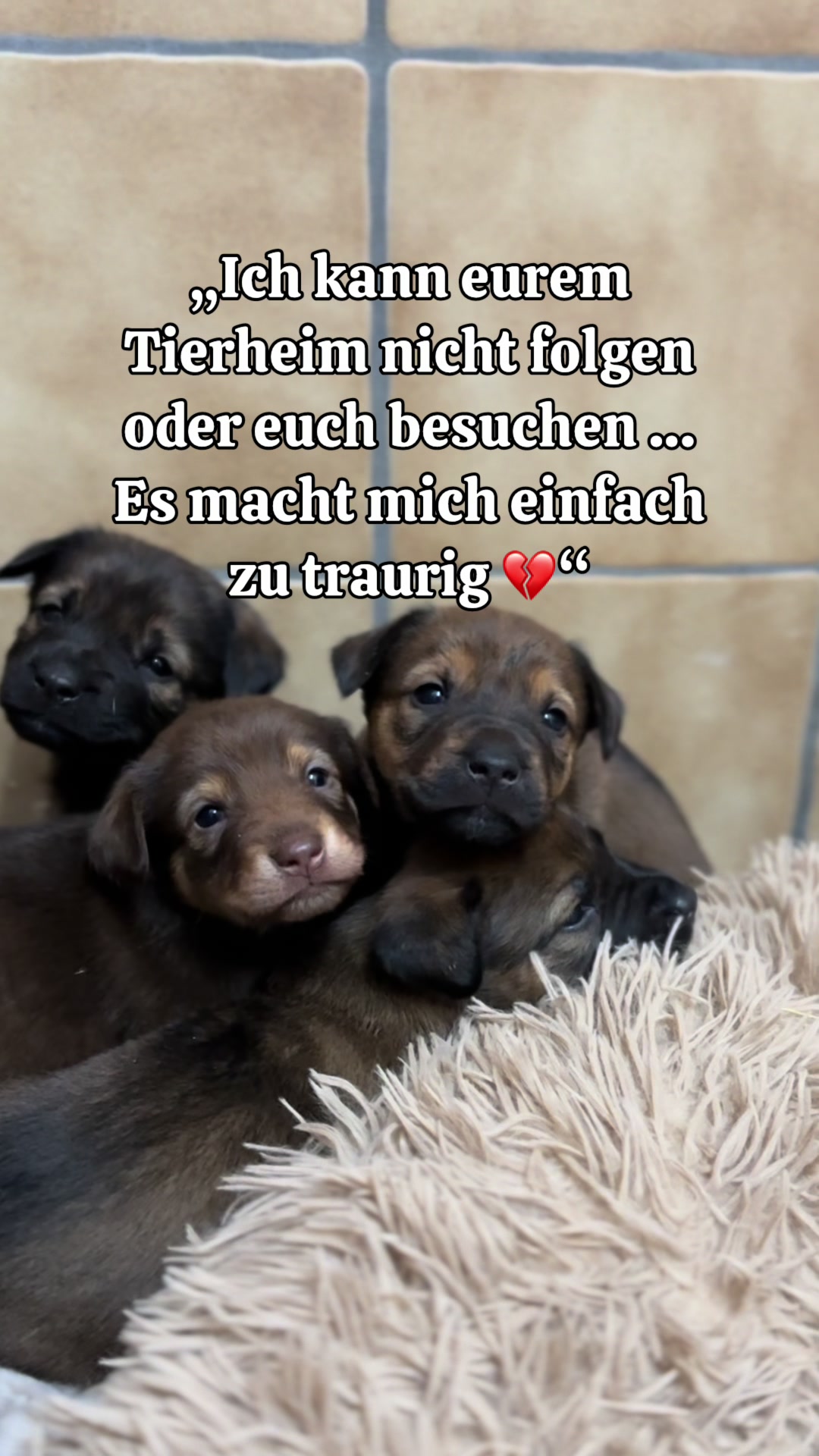 @Tierheim Witten e.V.