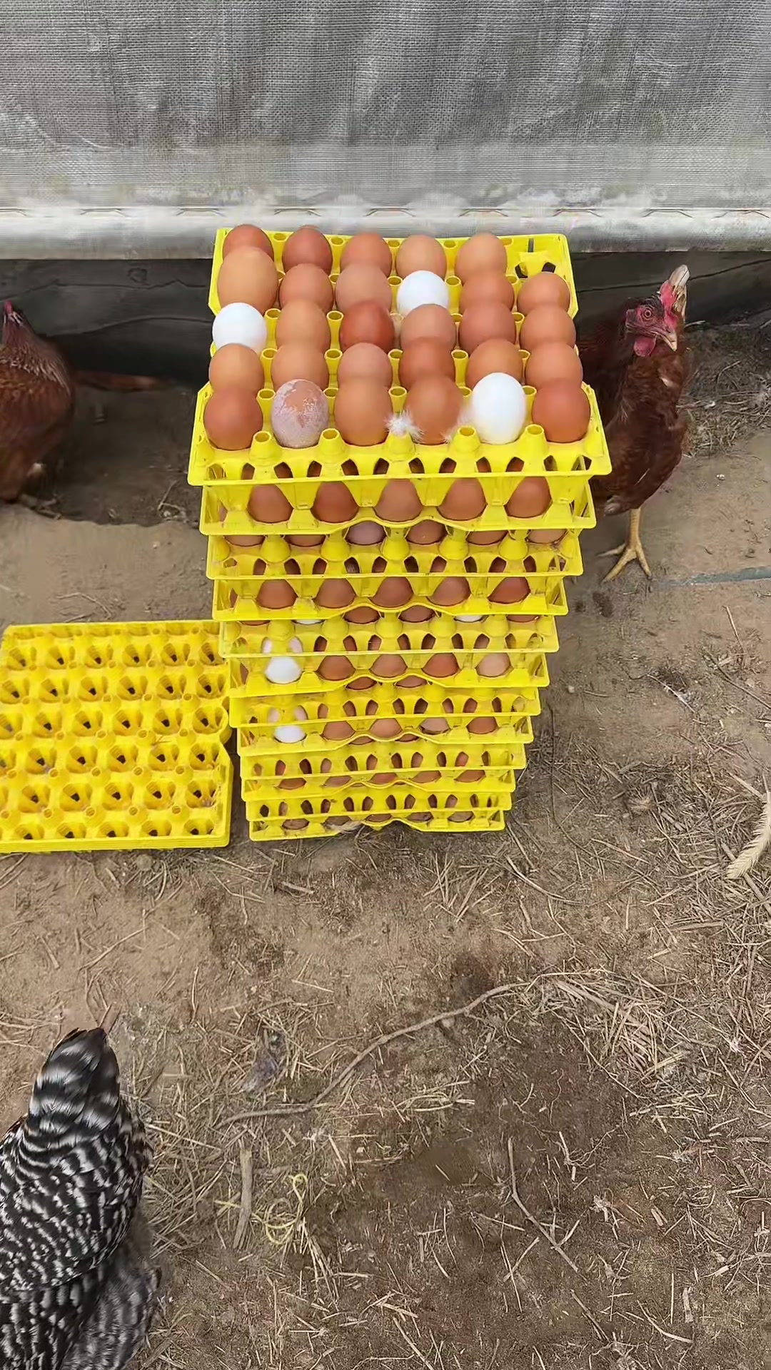 @farmerandtheharpiist