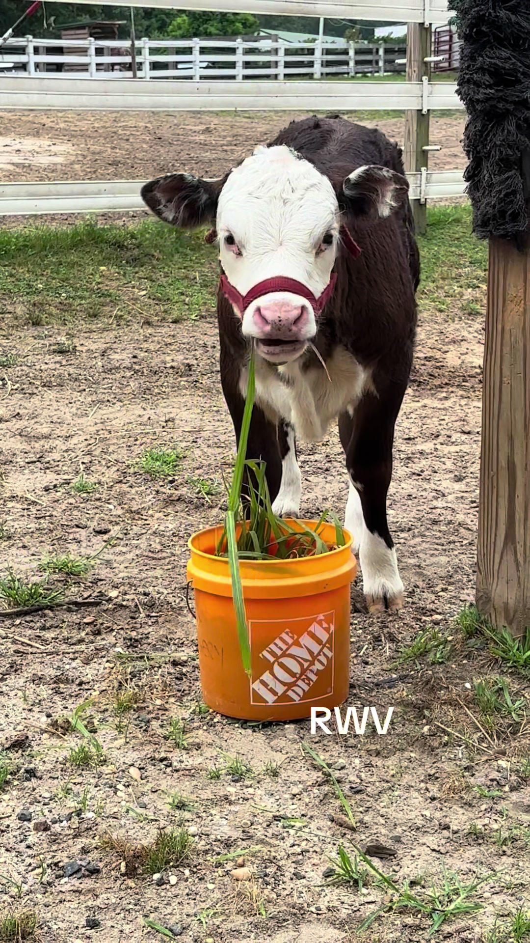 @RWV Land & Livestock