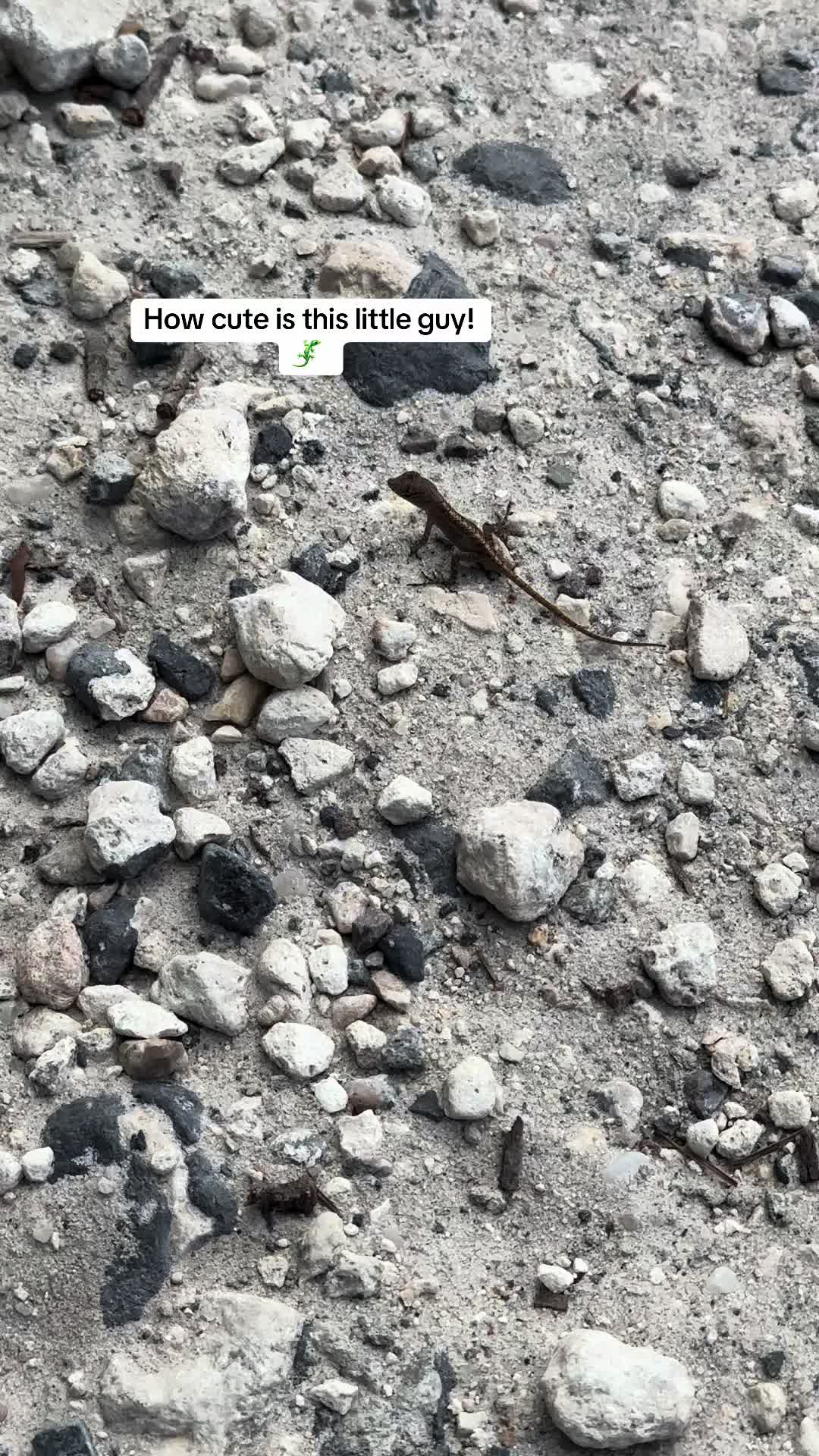 @ShadyCreekFarms