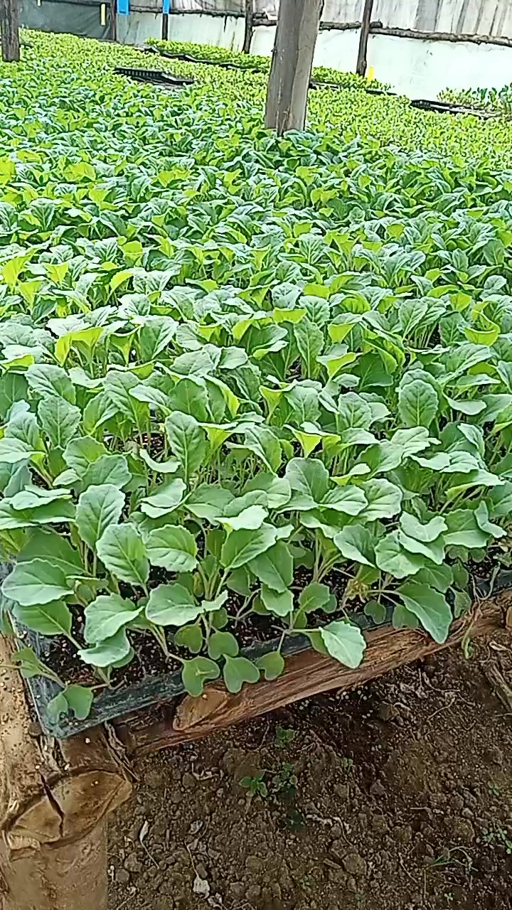 @wambuku thefarm empress