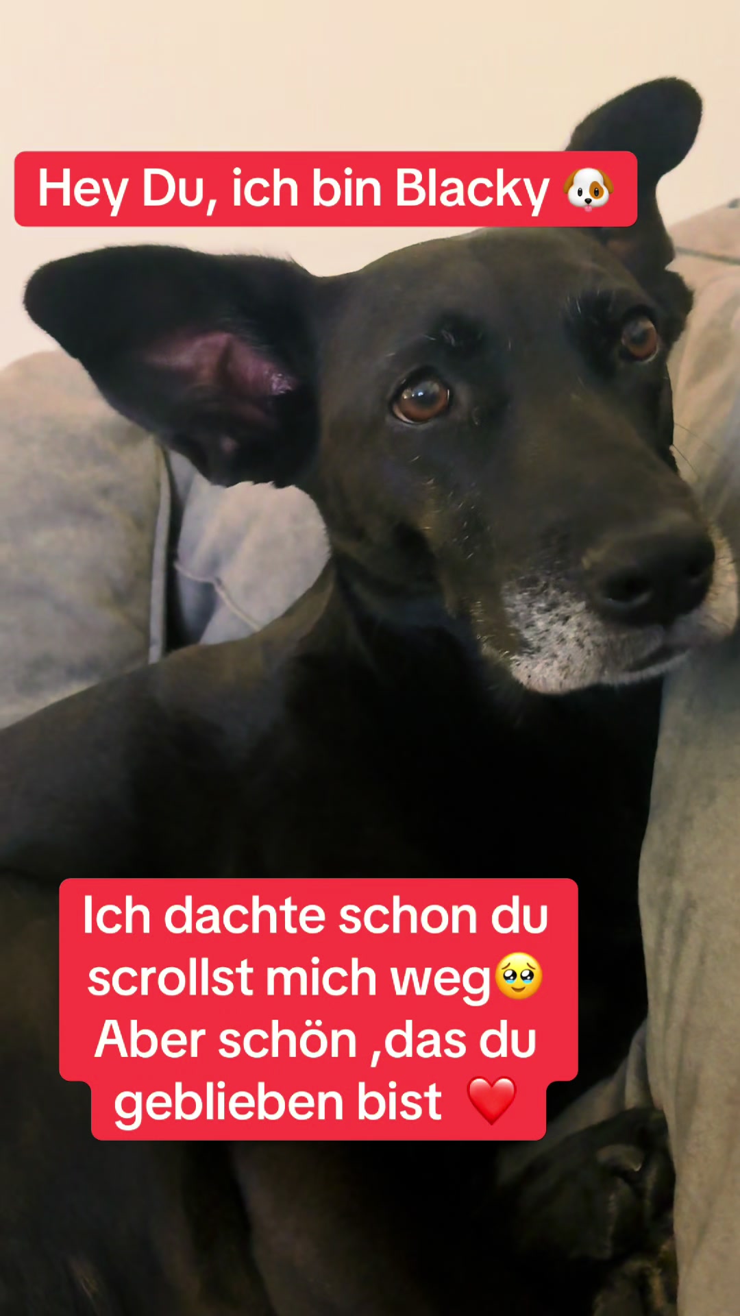 @BLACKY 🐶🐾