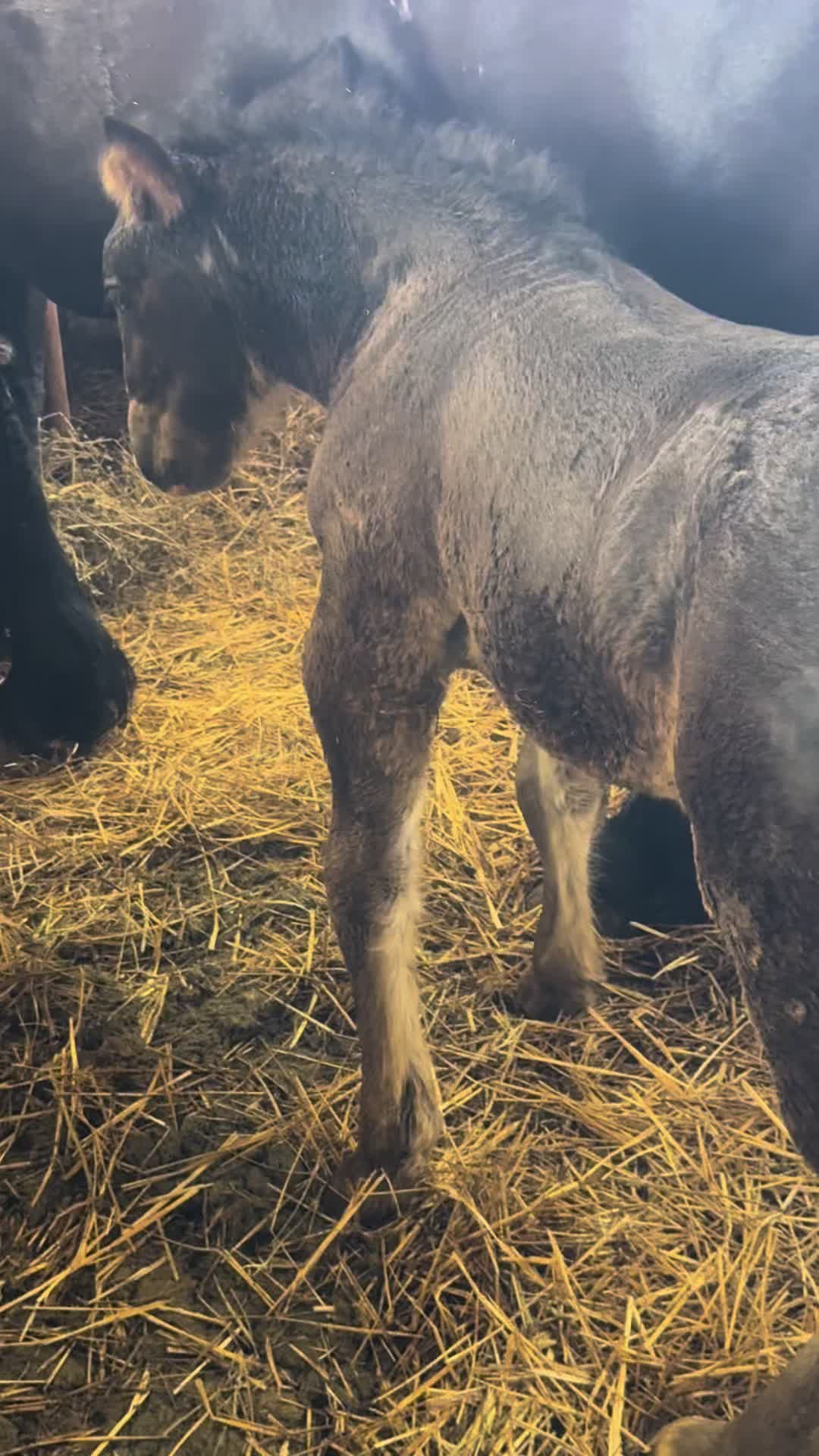 @🐴Spartanu🐴