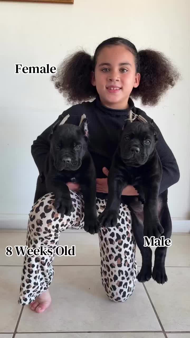 @Andrew cane corso