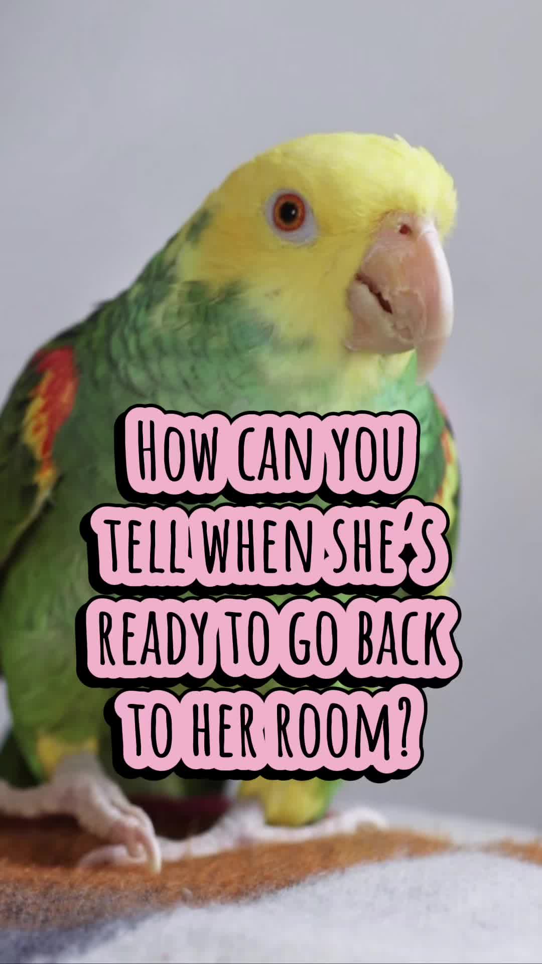 @imforthebirds