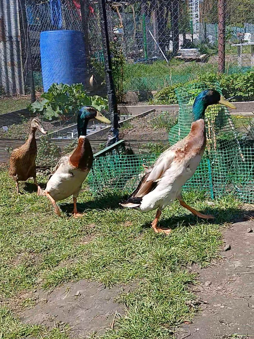 @Kaczogr&oacute;d u Milki🦆🦆🦆🦆
