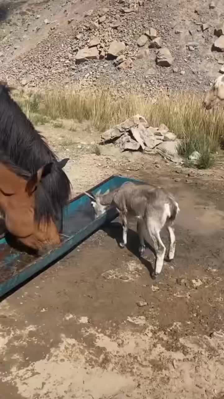 @MURAGYER ERBOL