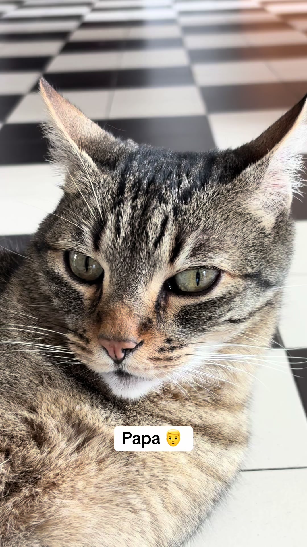 @Bulle la chatte 🐈