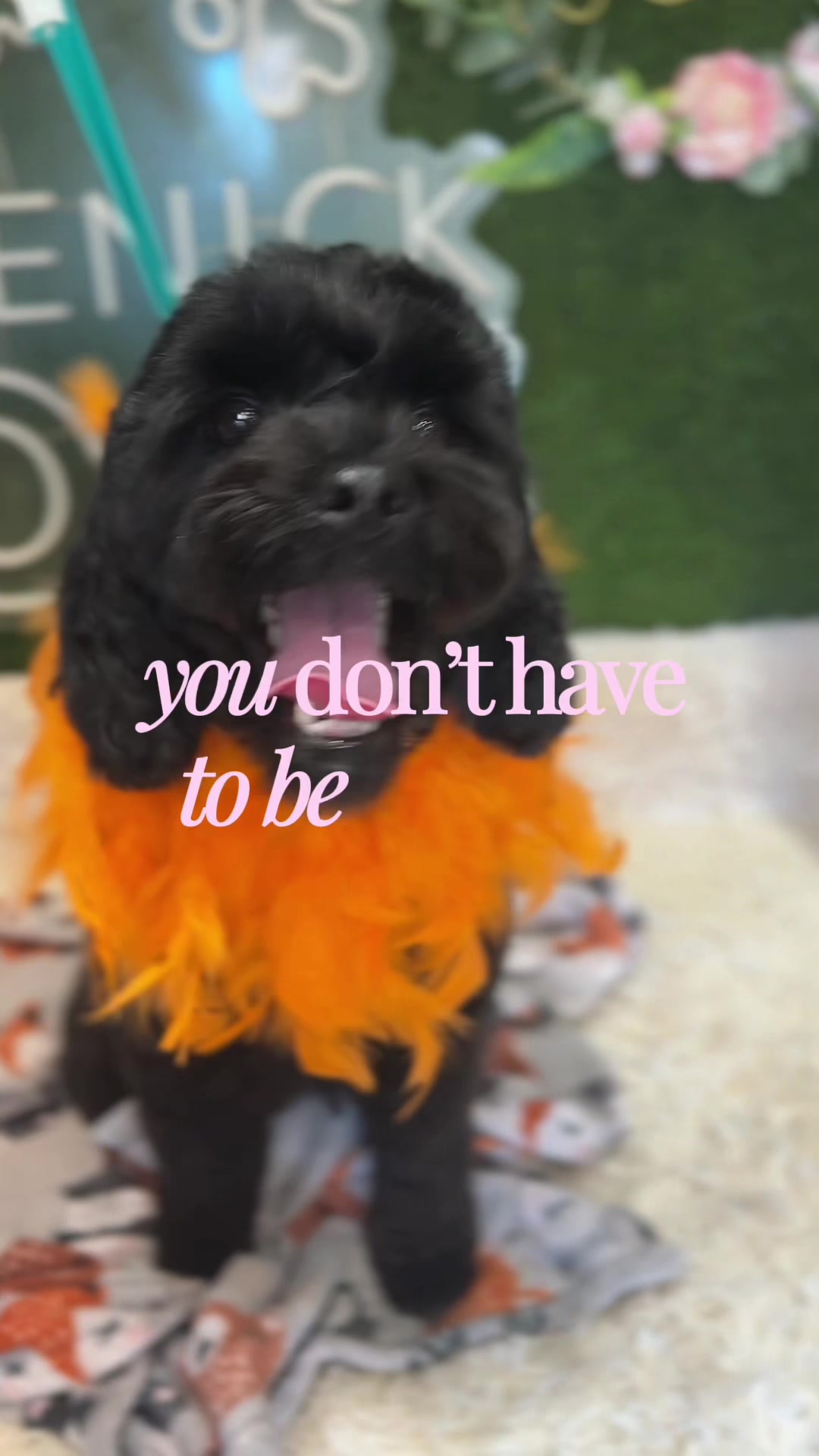 @DevenickDogs