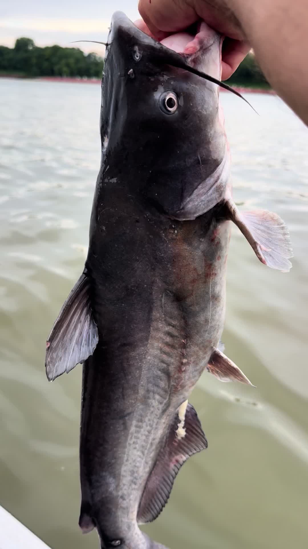 @Kentucky&ensp;Fishing