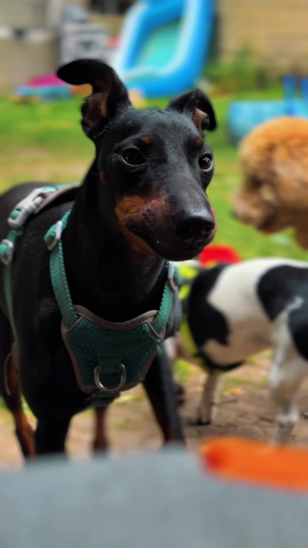 @Olesia &bull; Hundezentrum Lapki
