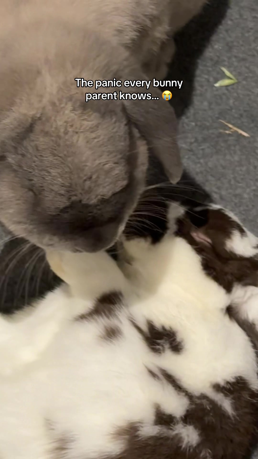 @Buzz the Bunny
