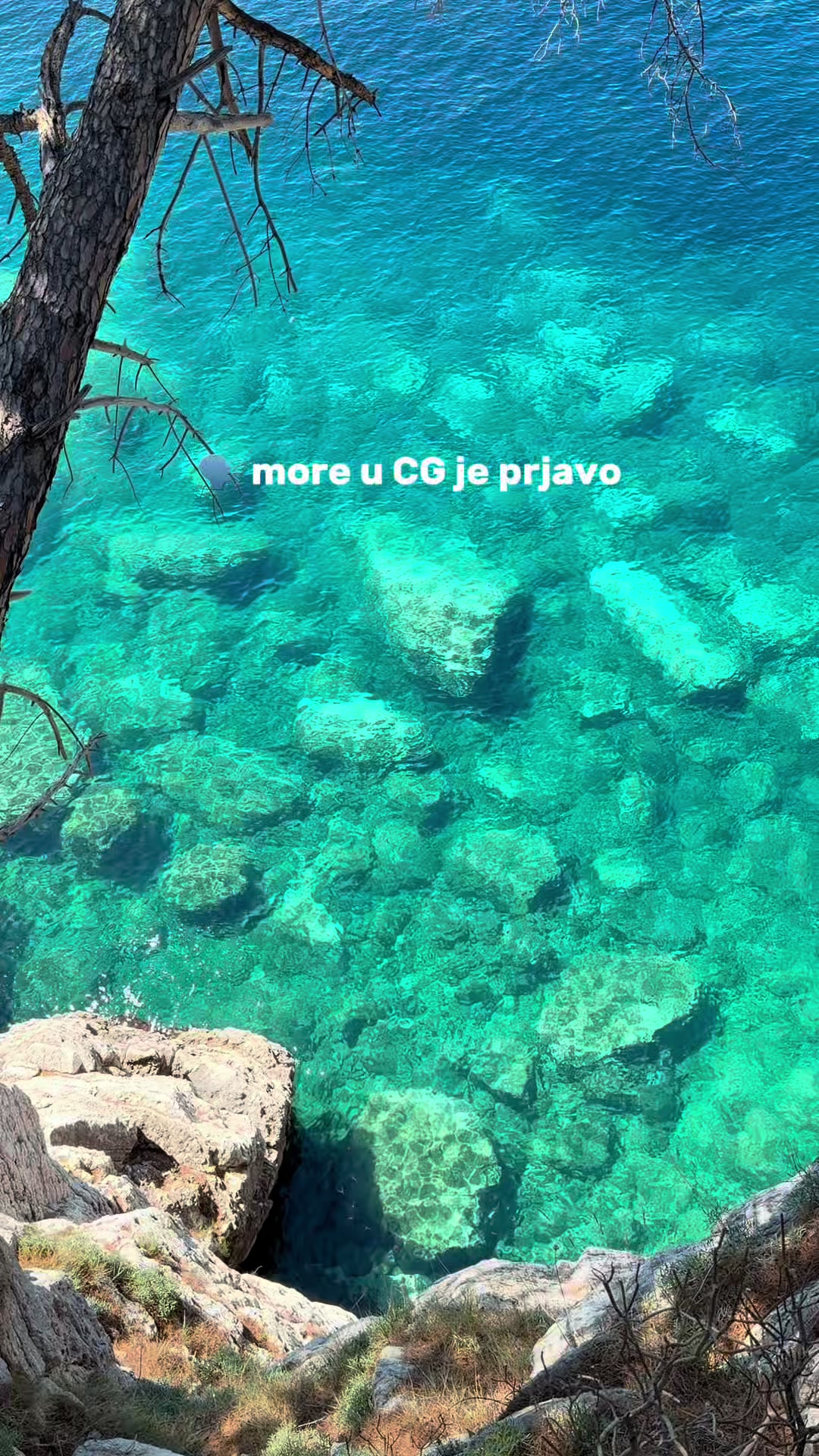 @andjelijaraicevic