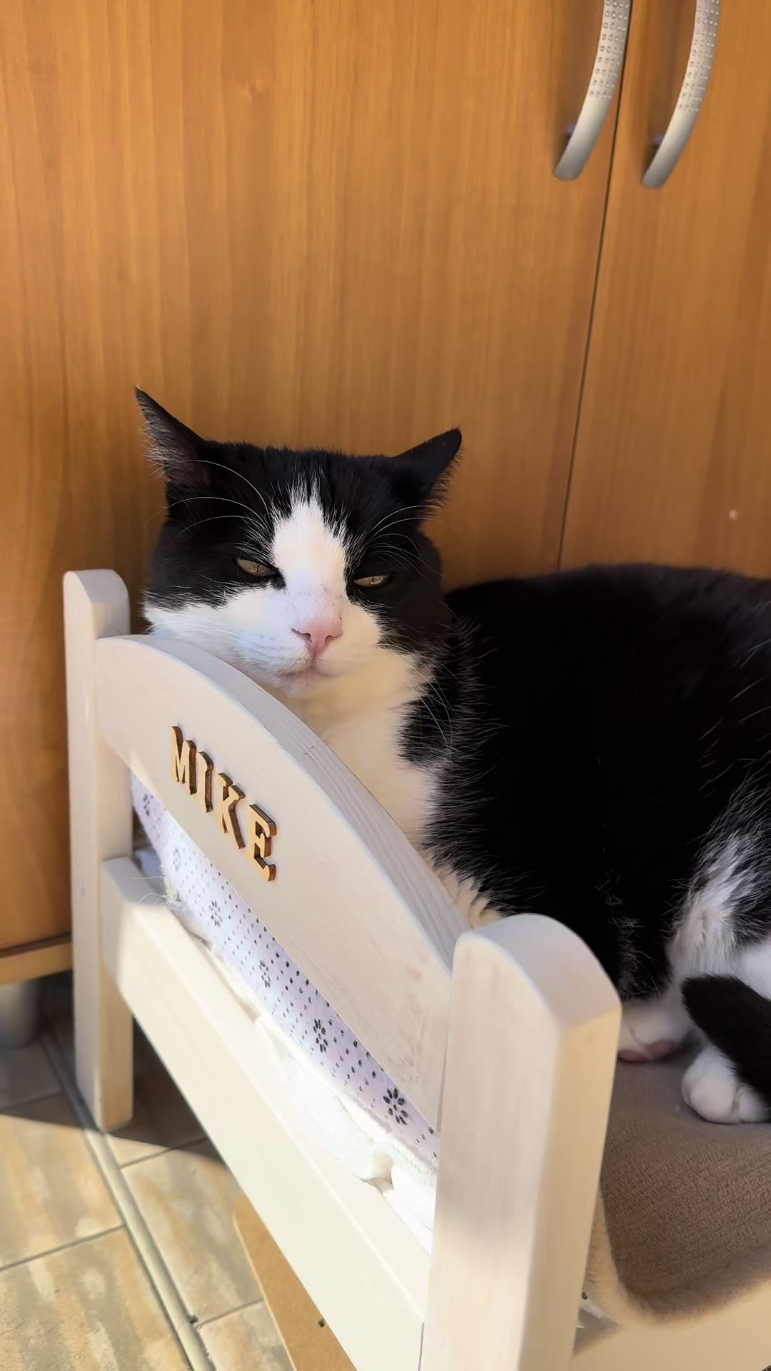 @Mike e Mendy Maine Coon