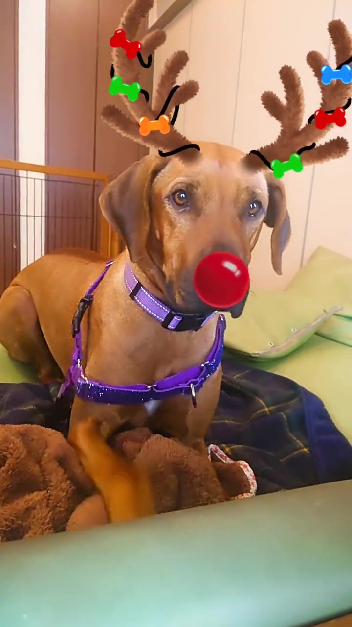 @Louis.Harry.rhodesianridgeback