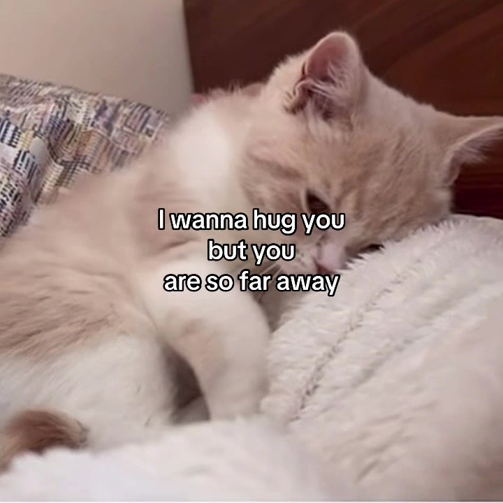 @Alice.cattok