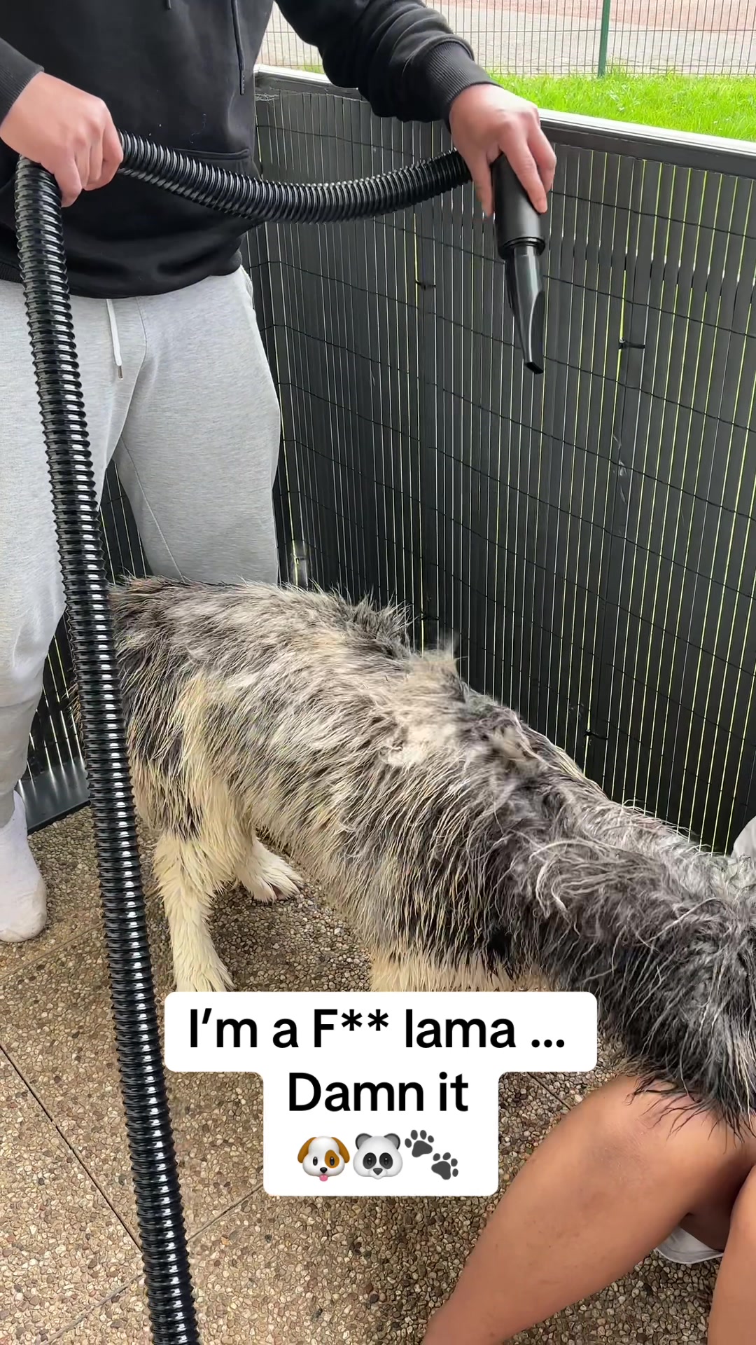 @Moon 🐶🐼🐾
