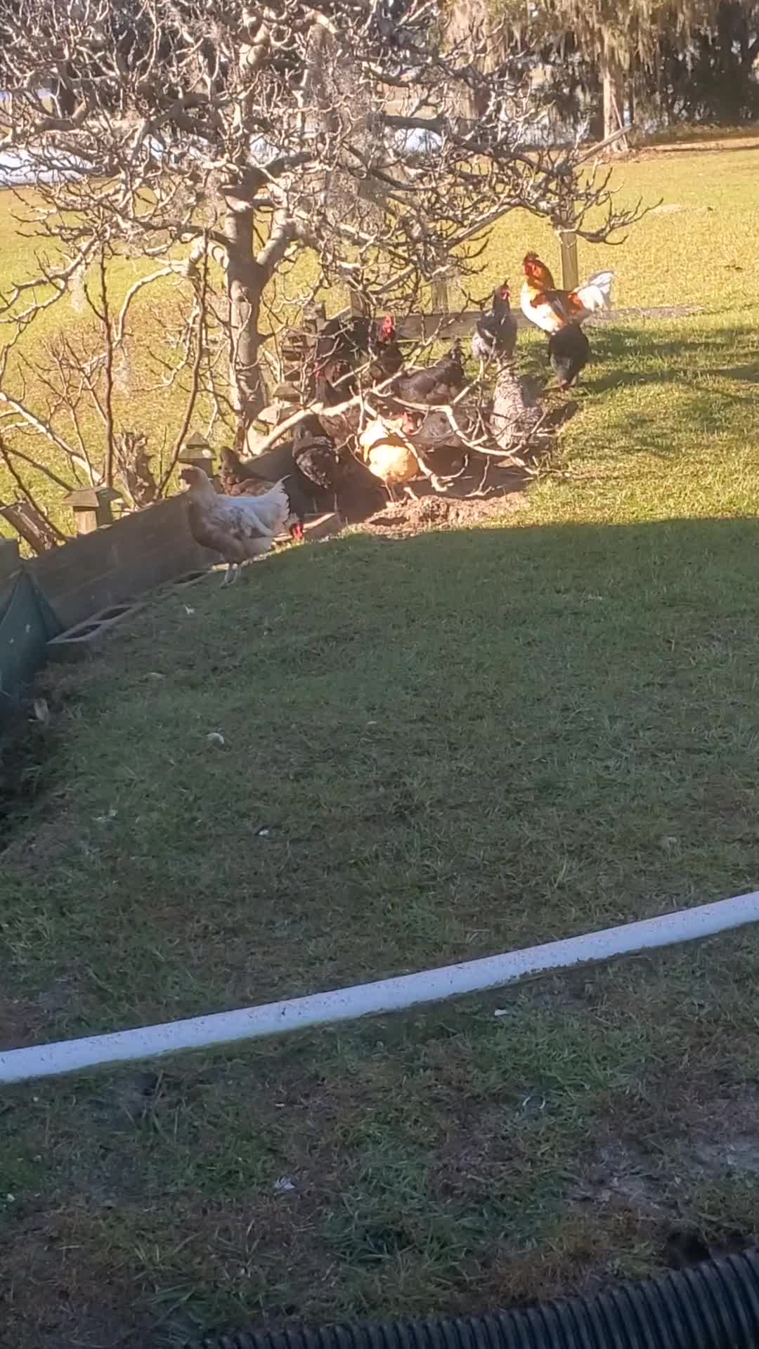 @Our Family Farm