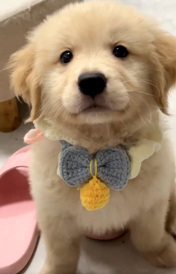 @Furry Little Friends