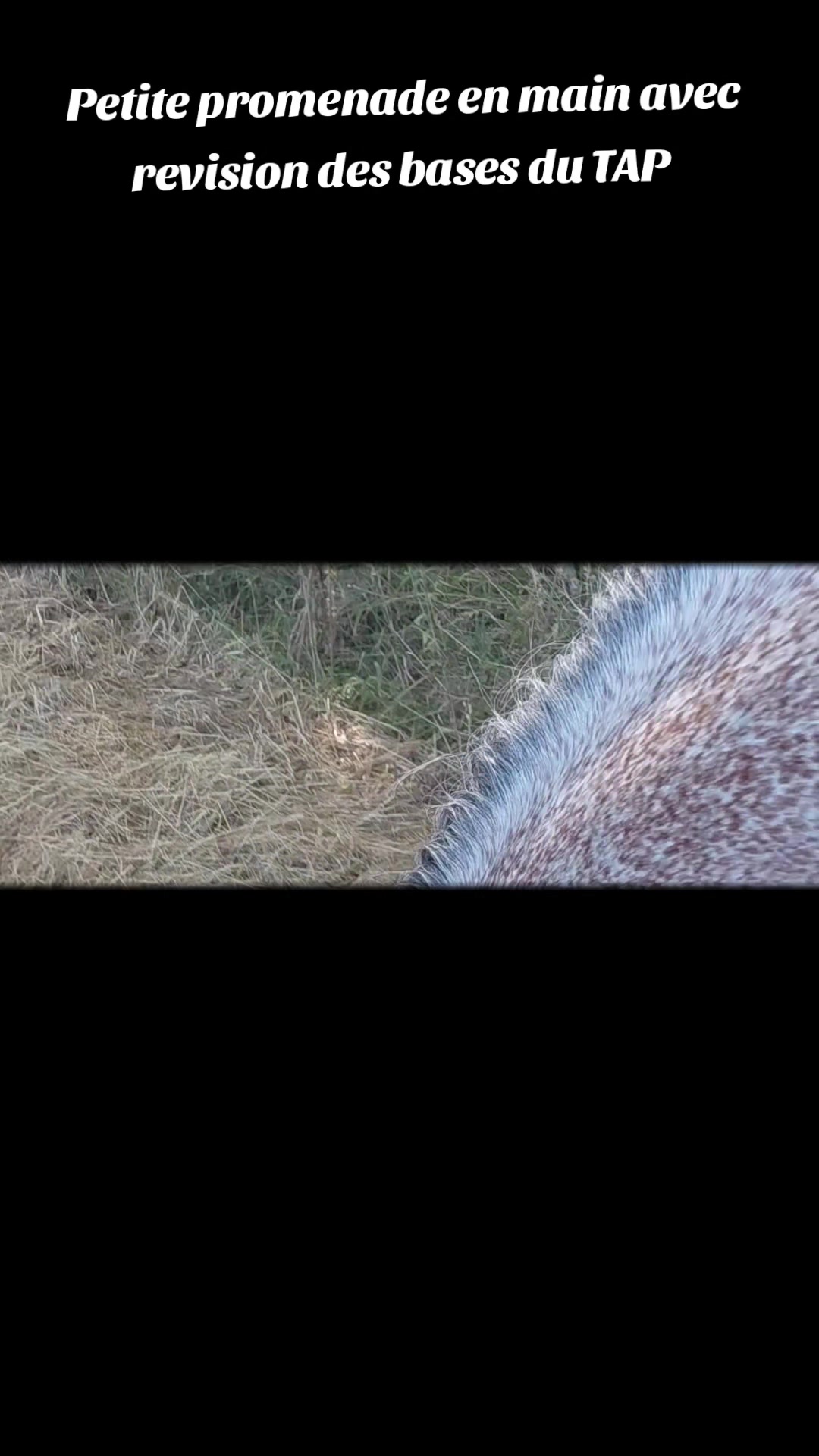 @Le Journal D'un Cheval & Cie