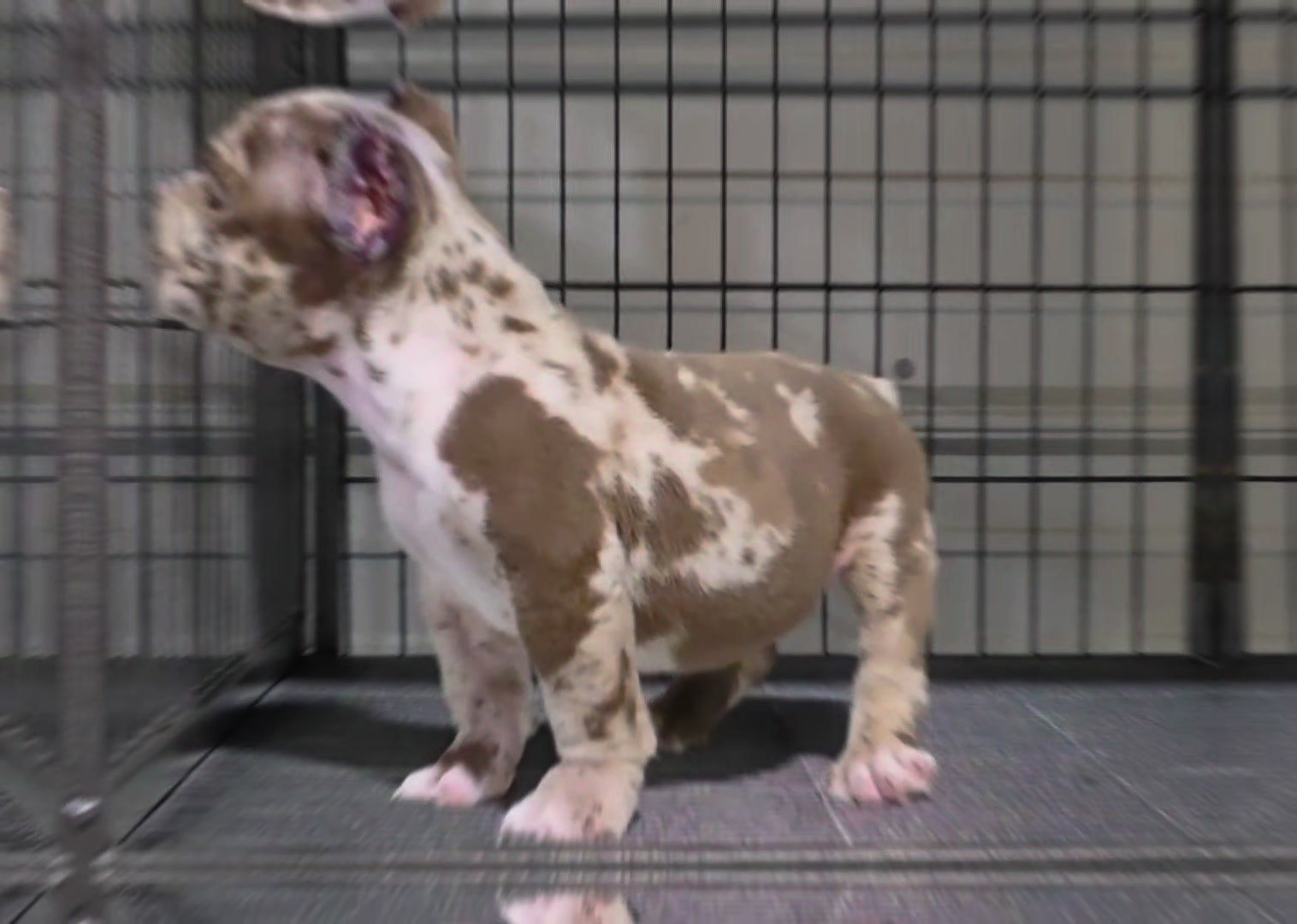 @baglife_kennels