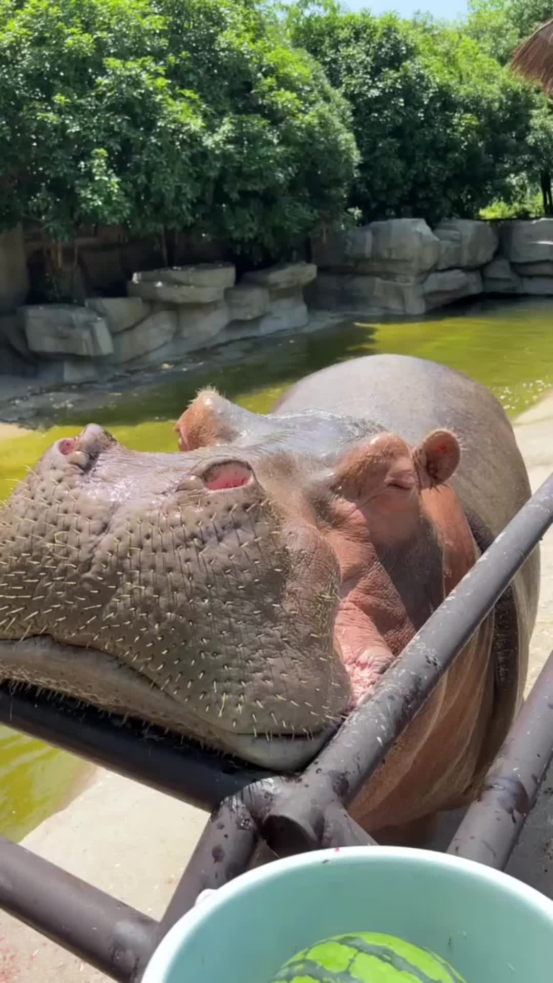 @Hippo