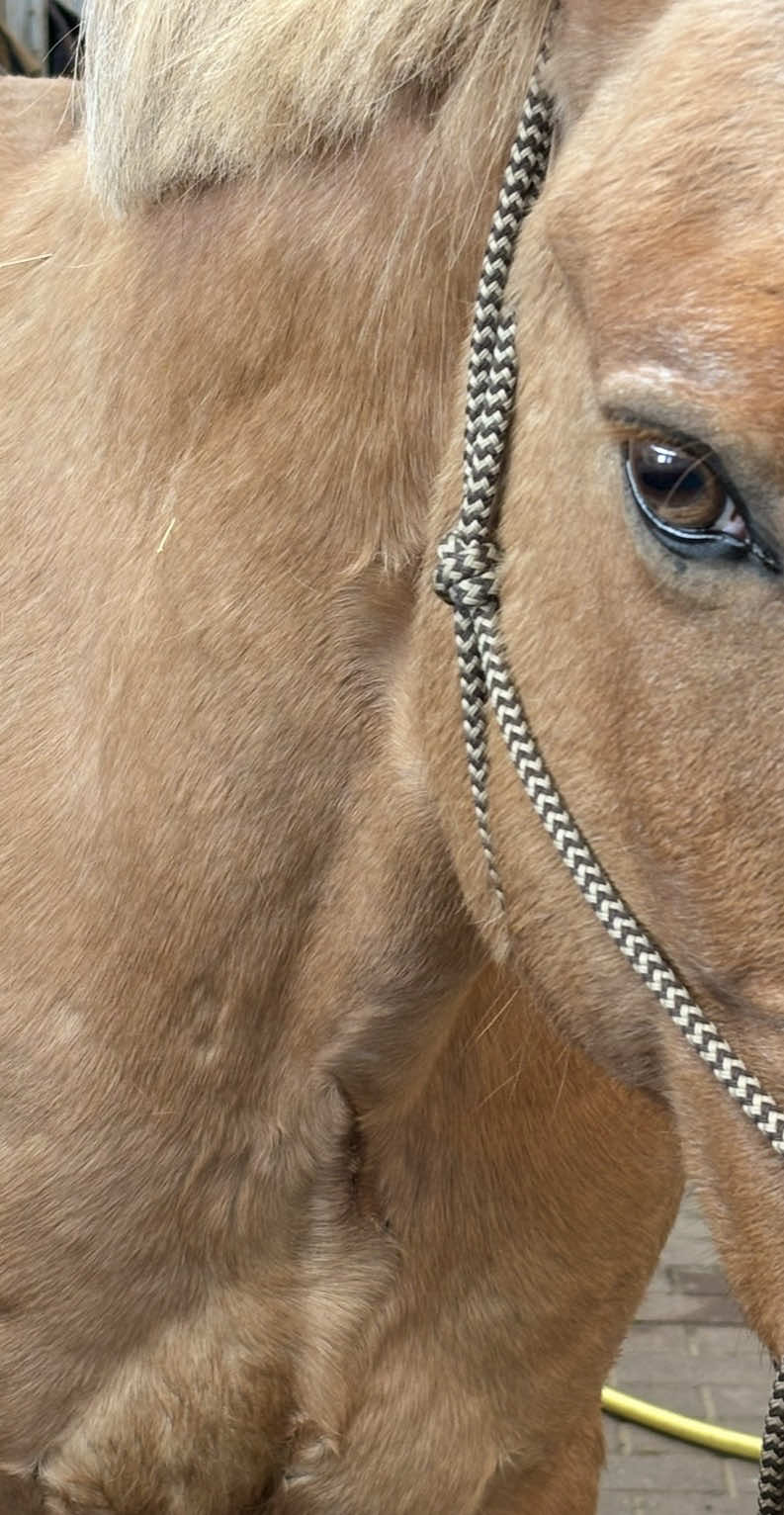 @equine_body_in_balance
