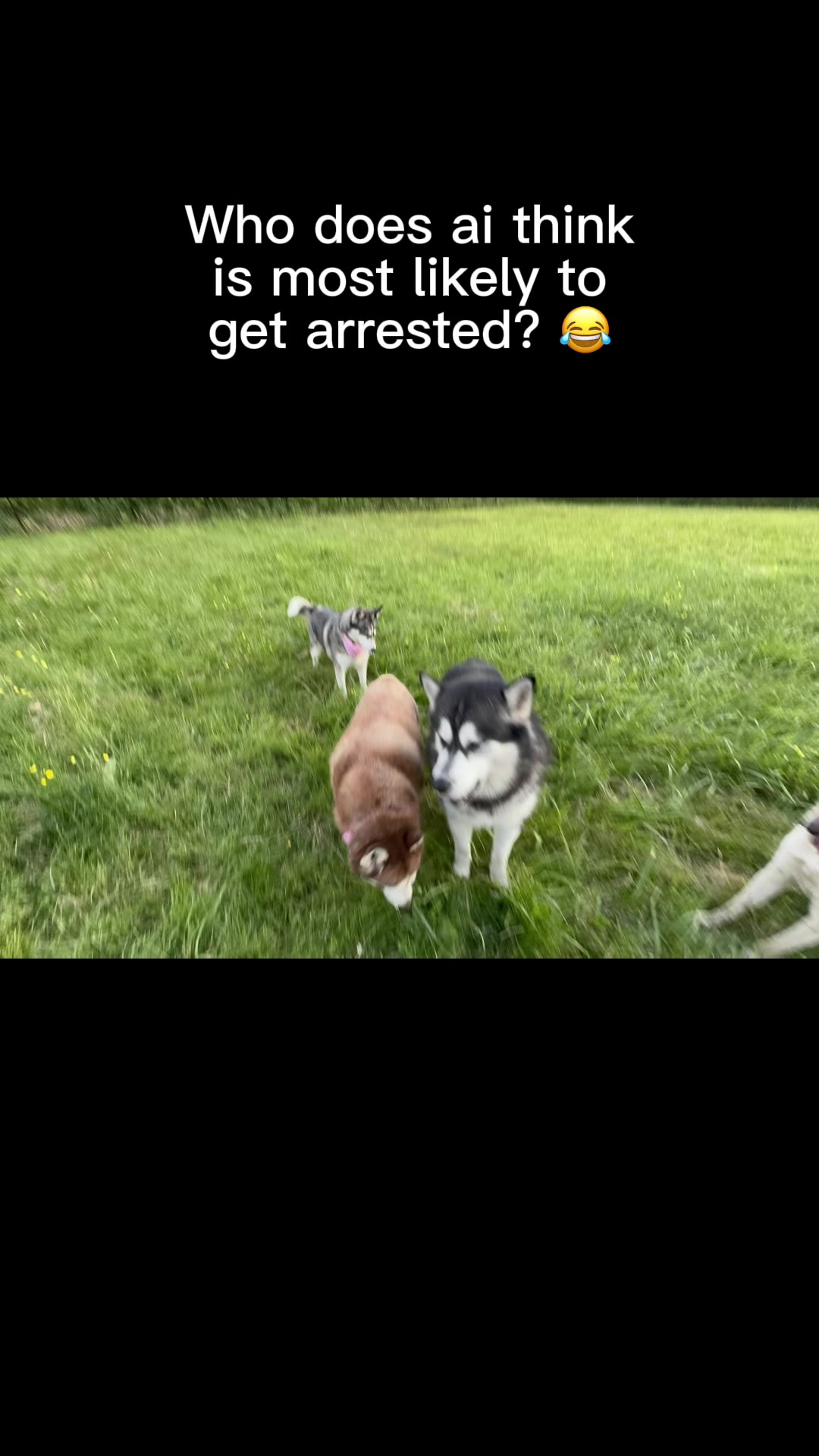 @❤️Hiccup, Roxy & Kona❤️