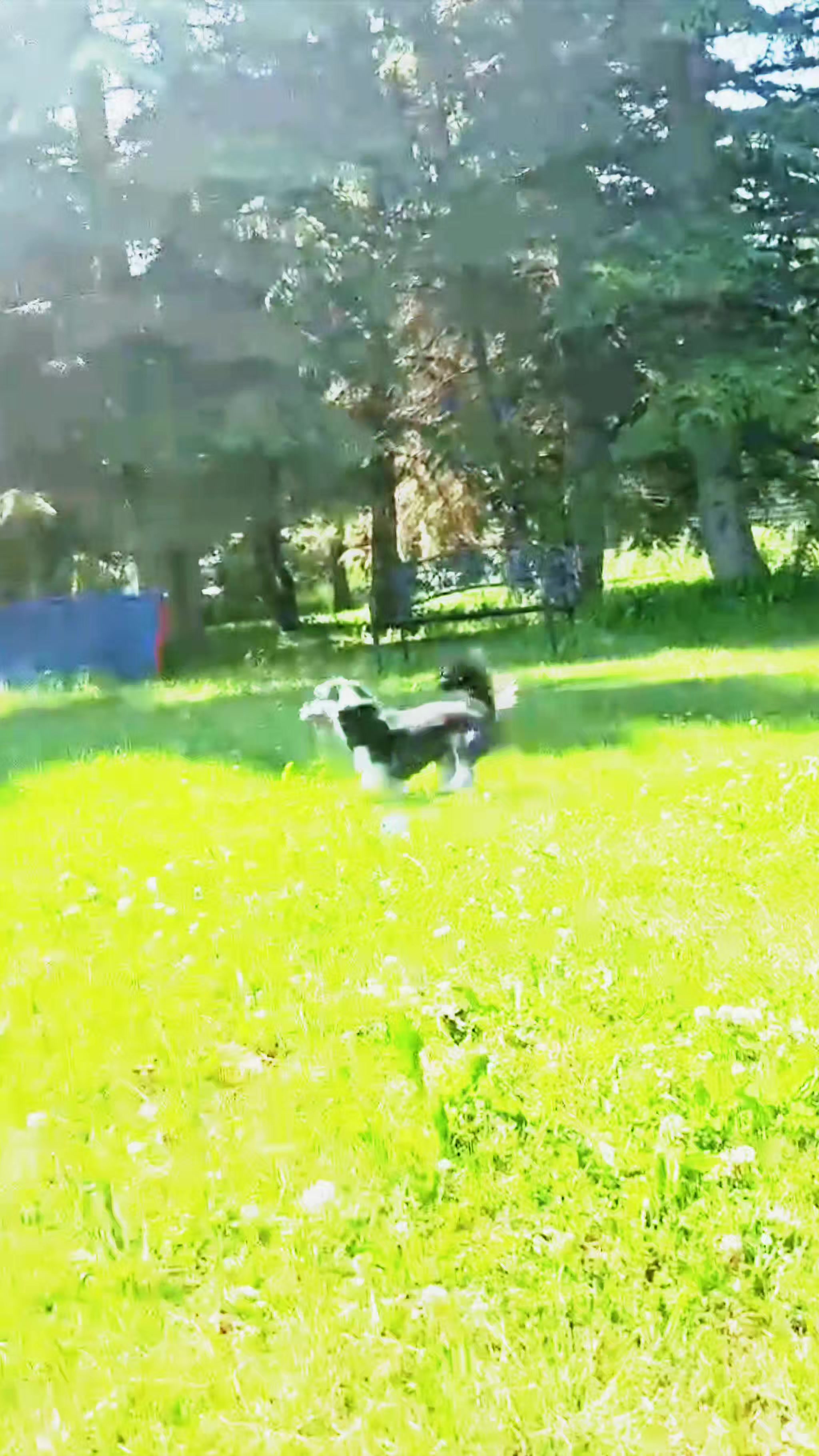 @Awesome Pawsome Ranch