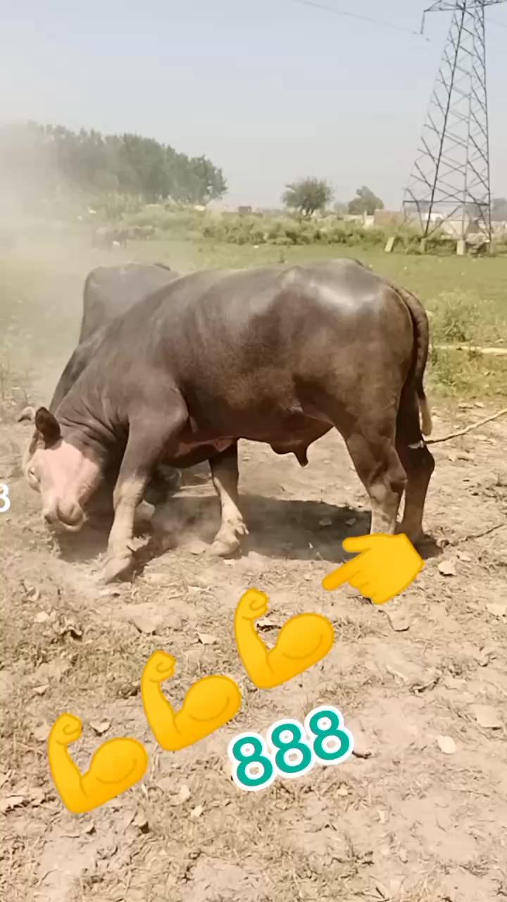 @Umarjan