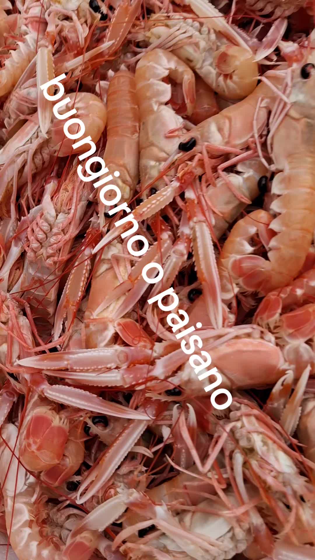 @Antimo cavaliere o paesano