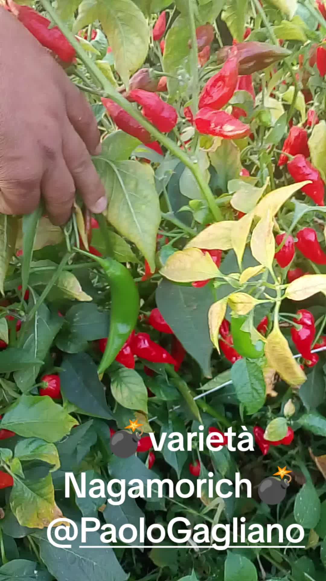 @Stefano Zagara
