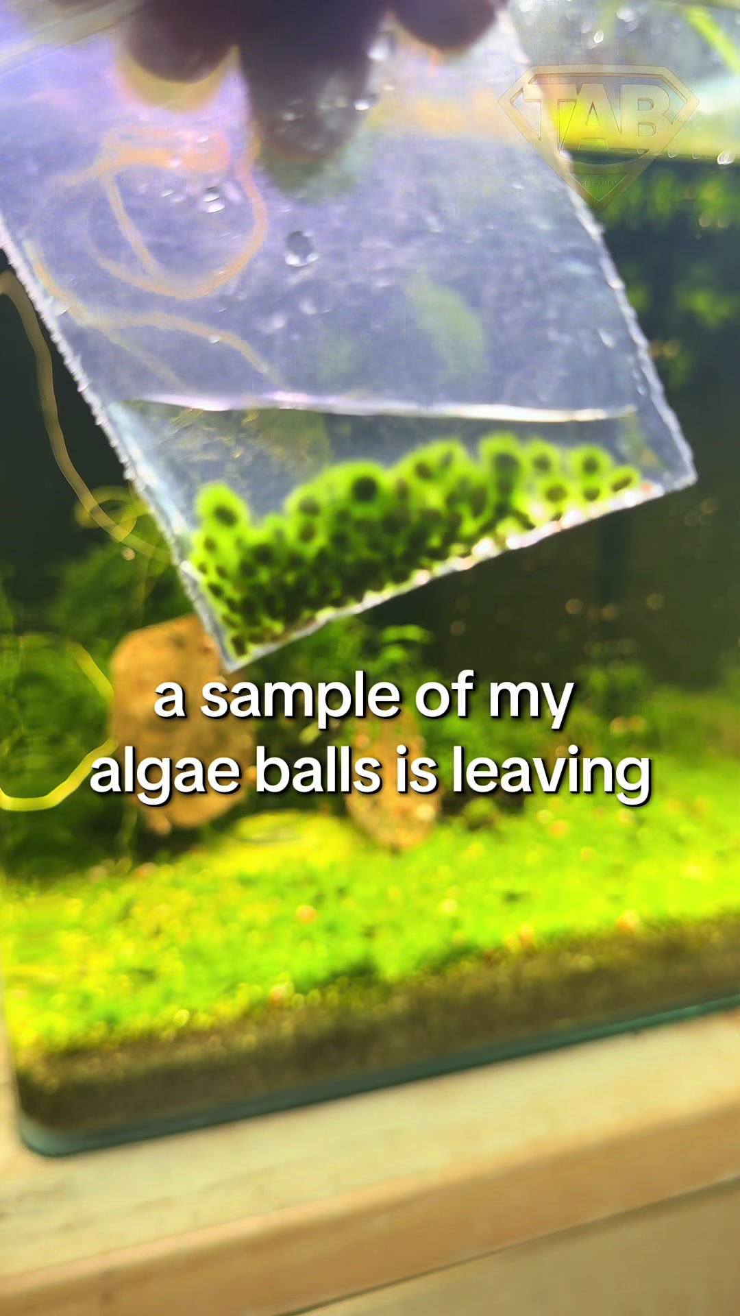 @TAB