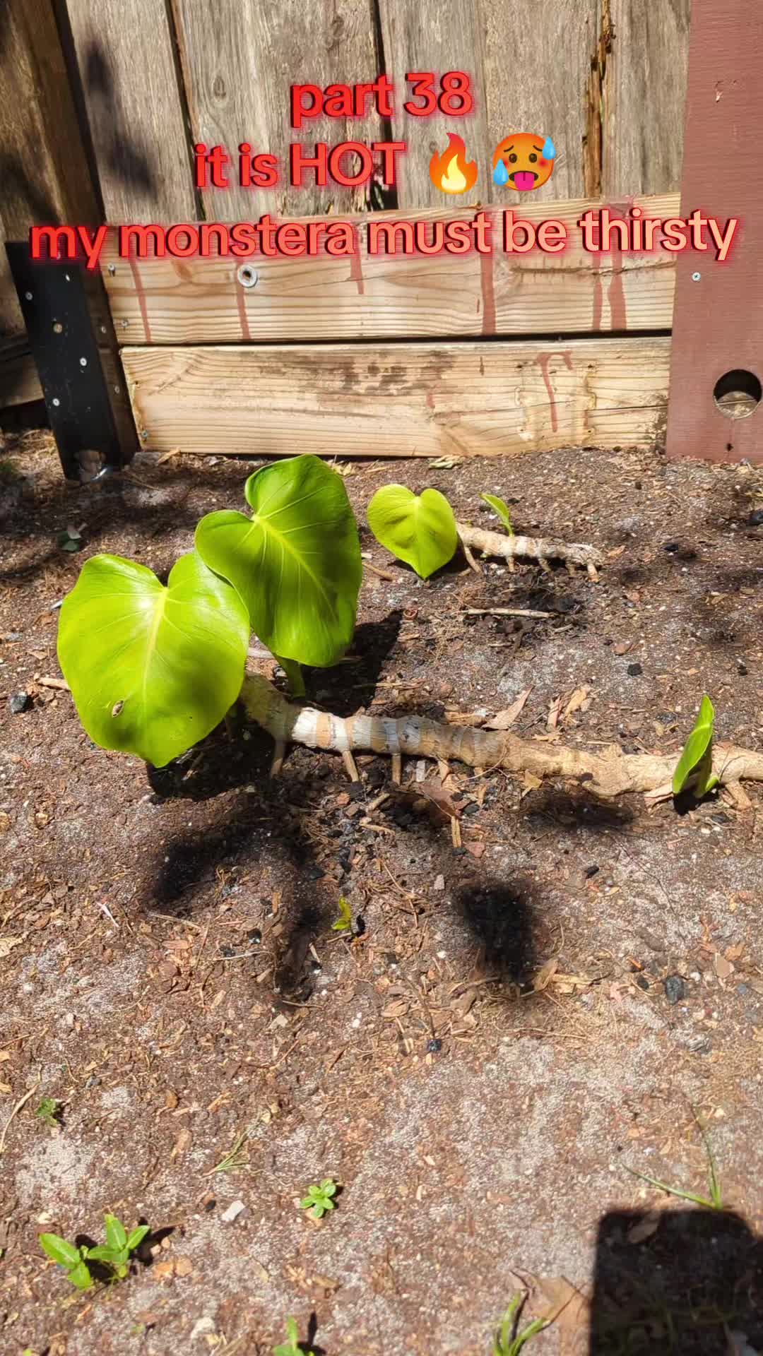 @Monstera Man