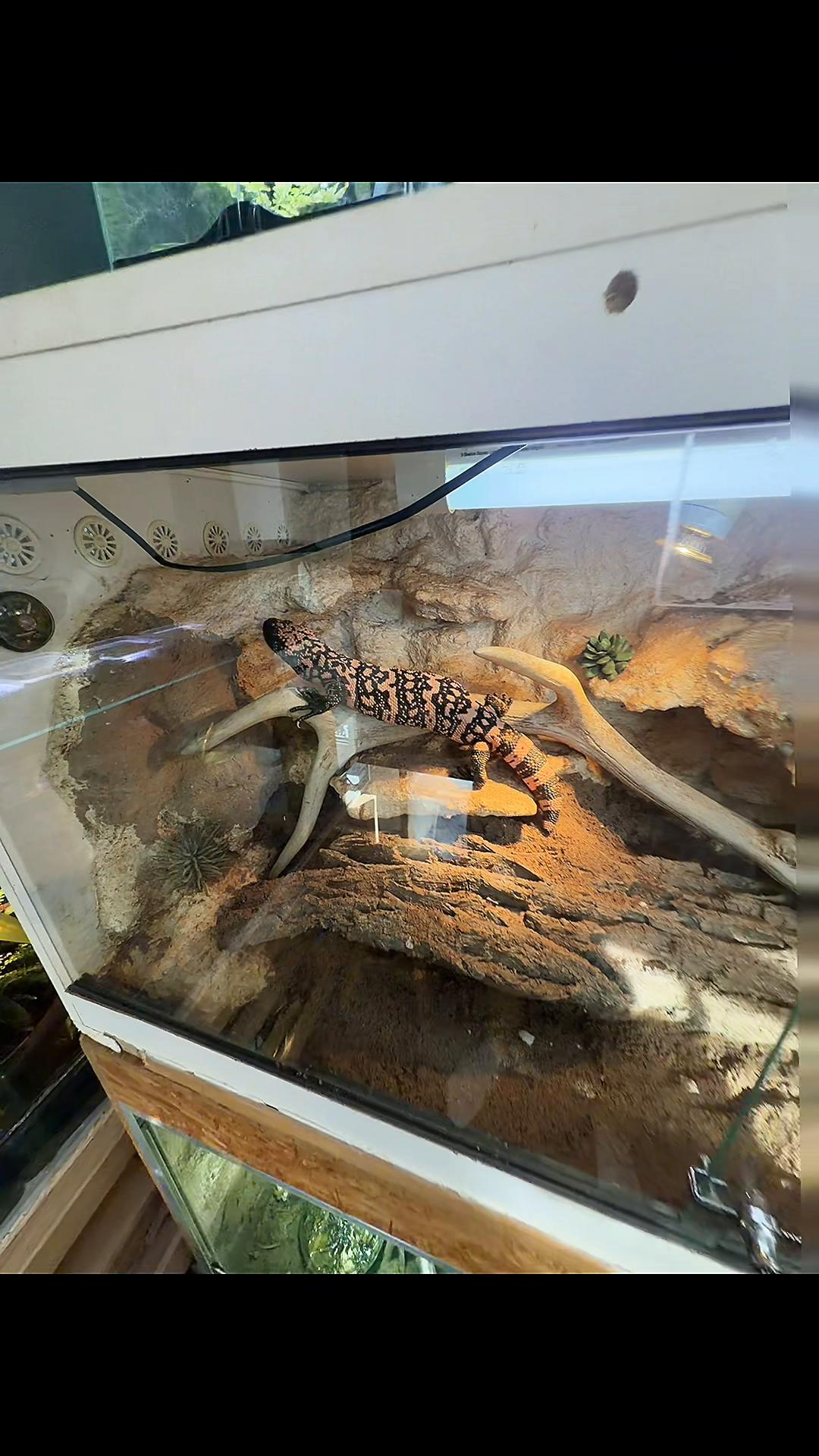 @jurassiczoo