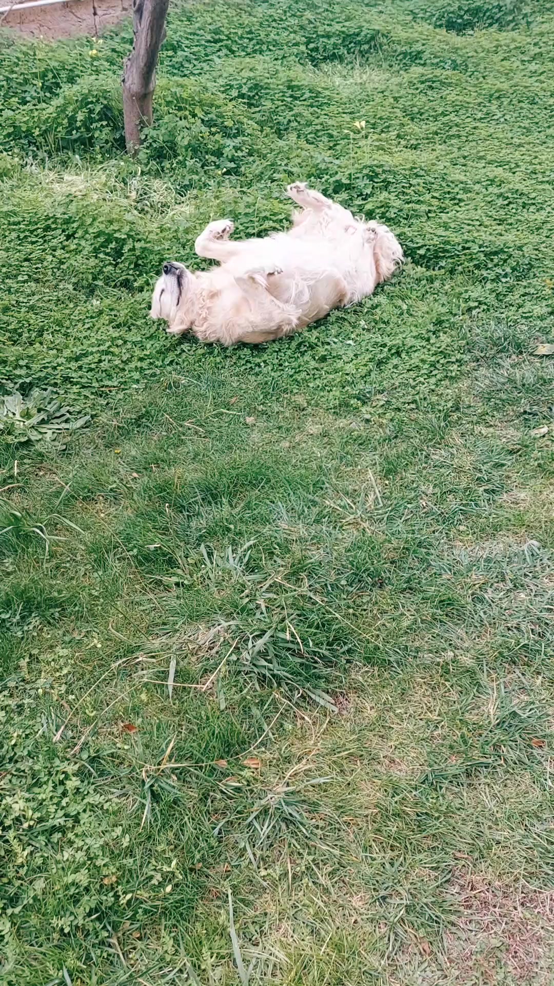 @Cat