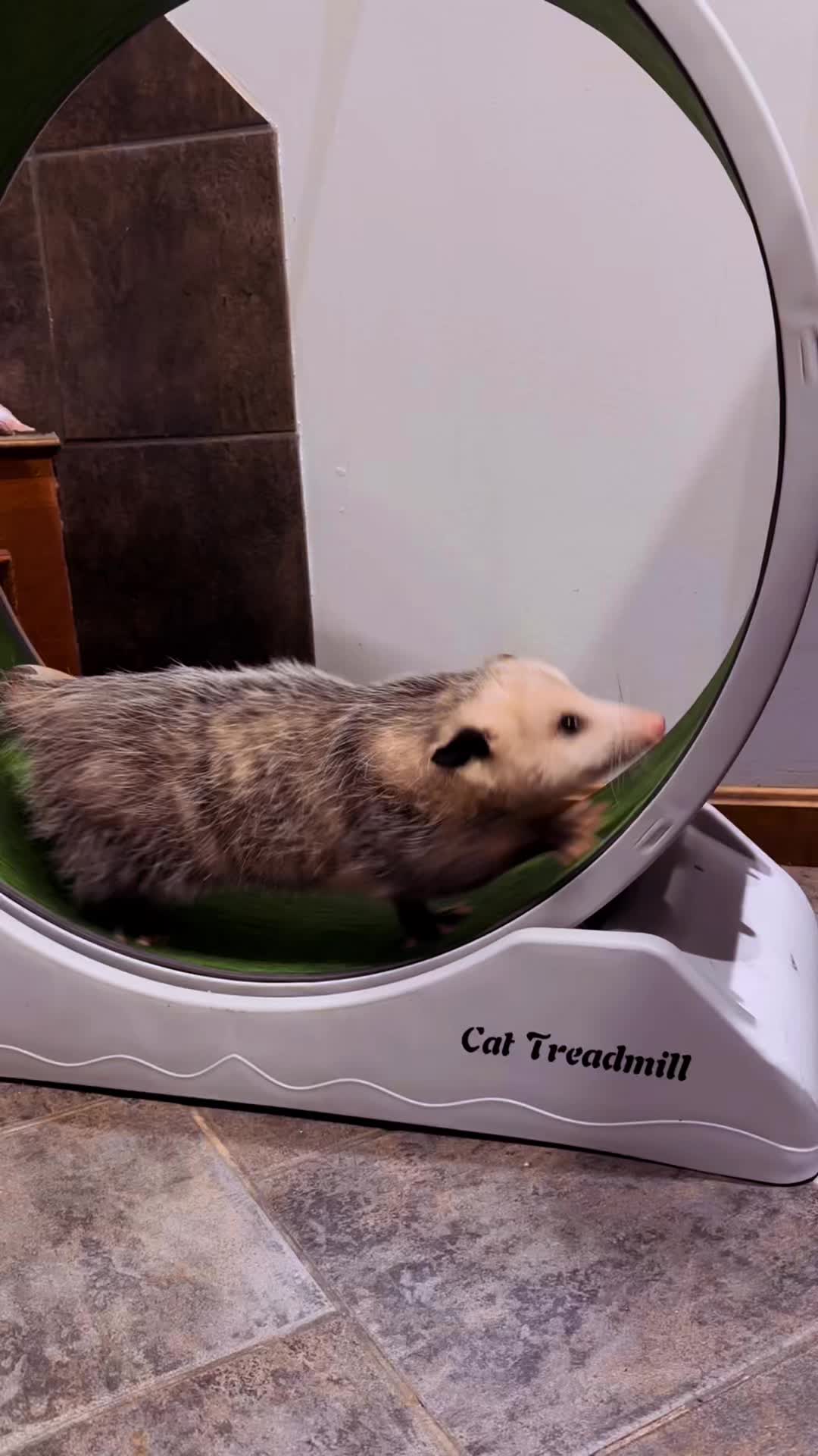@GladysOpossum