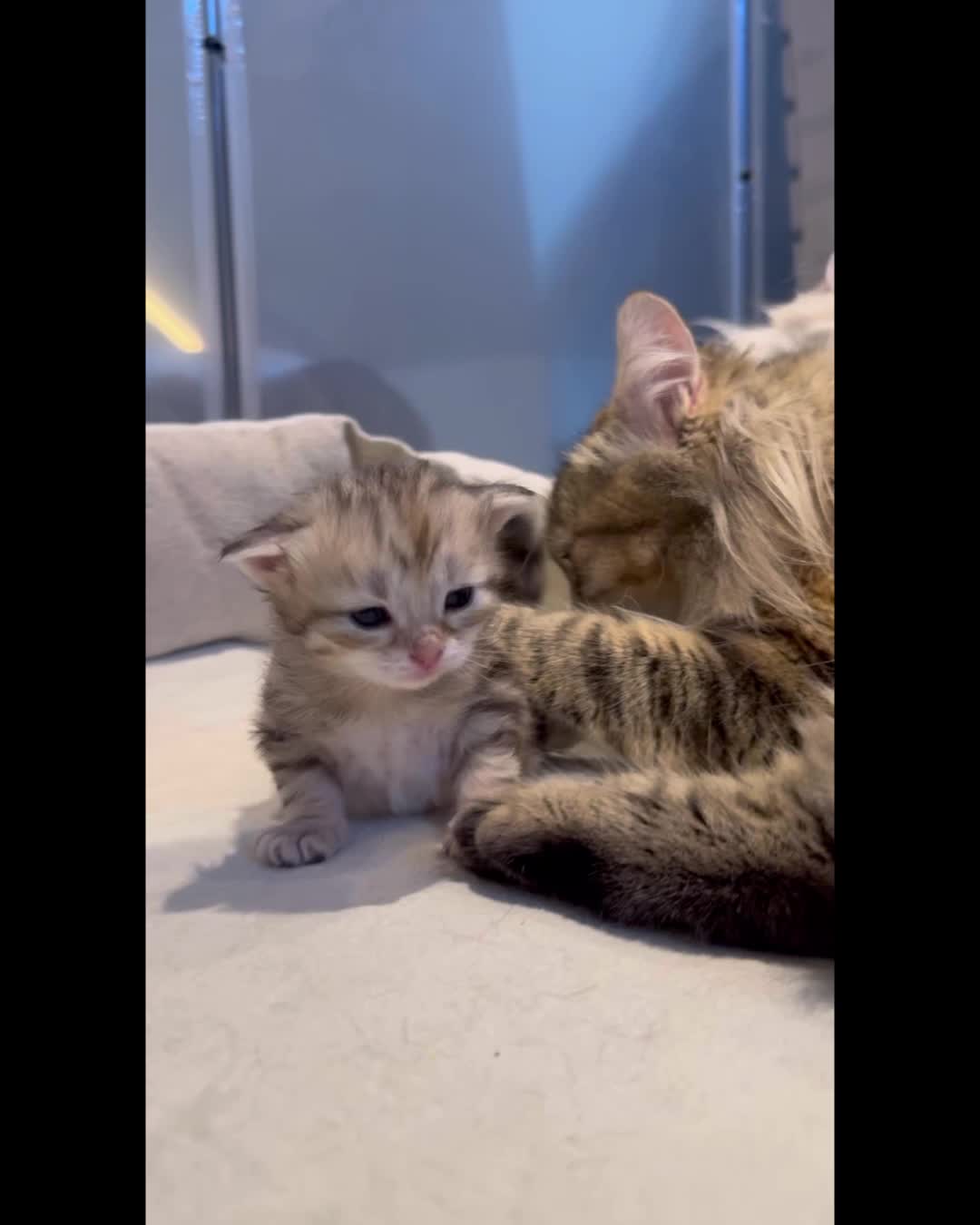 @SiberianRiver Cattery Uk