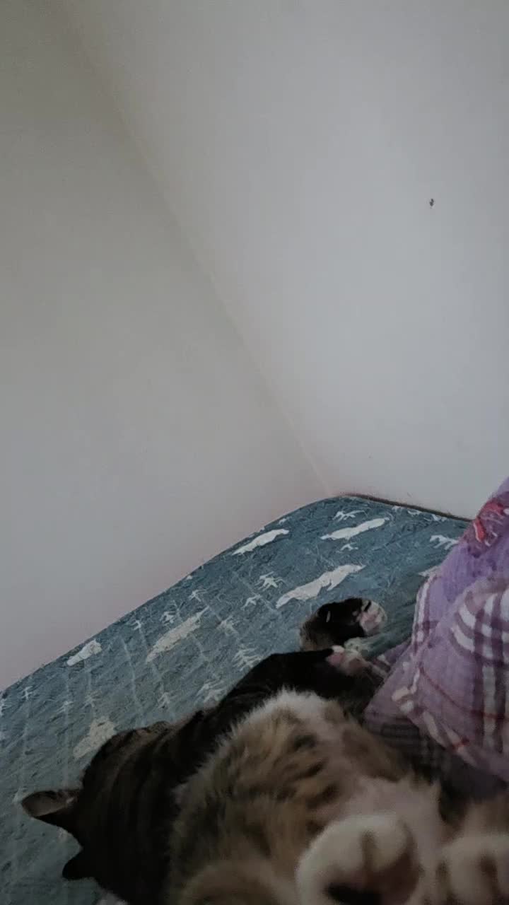 @wowwow