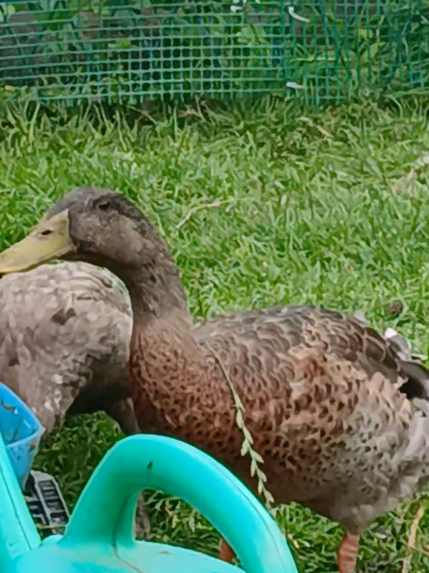 @Kaczogród u Milki🦆🦆🦆🦆