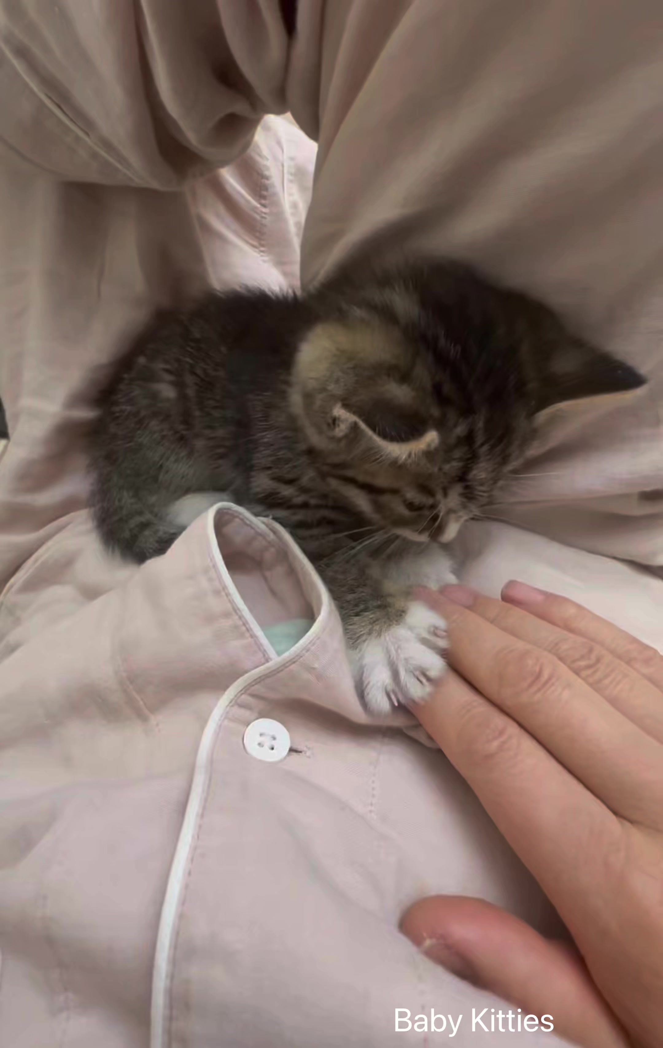 @Pawsfull.ASMR