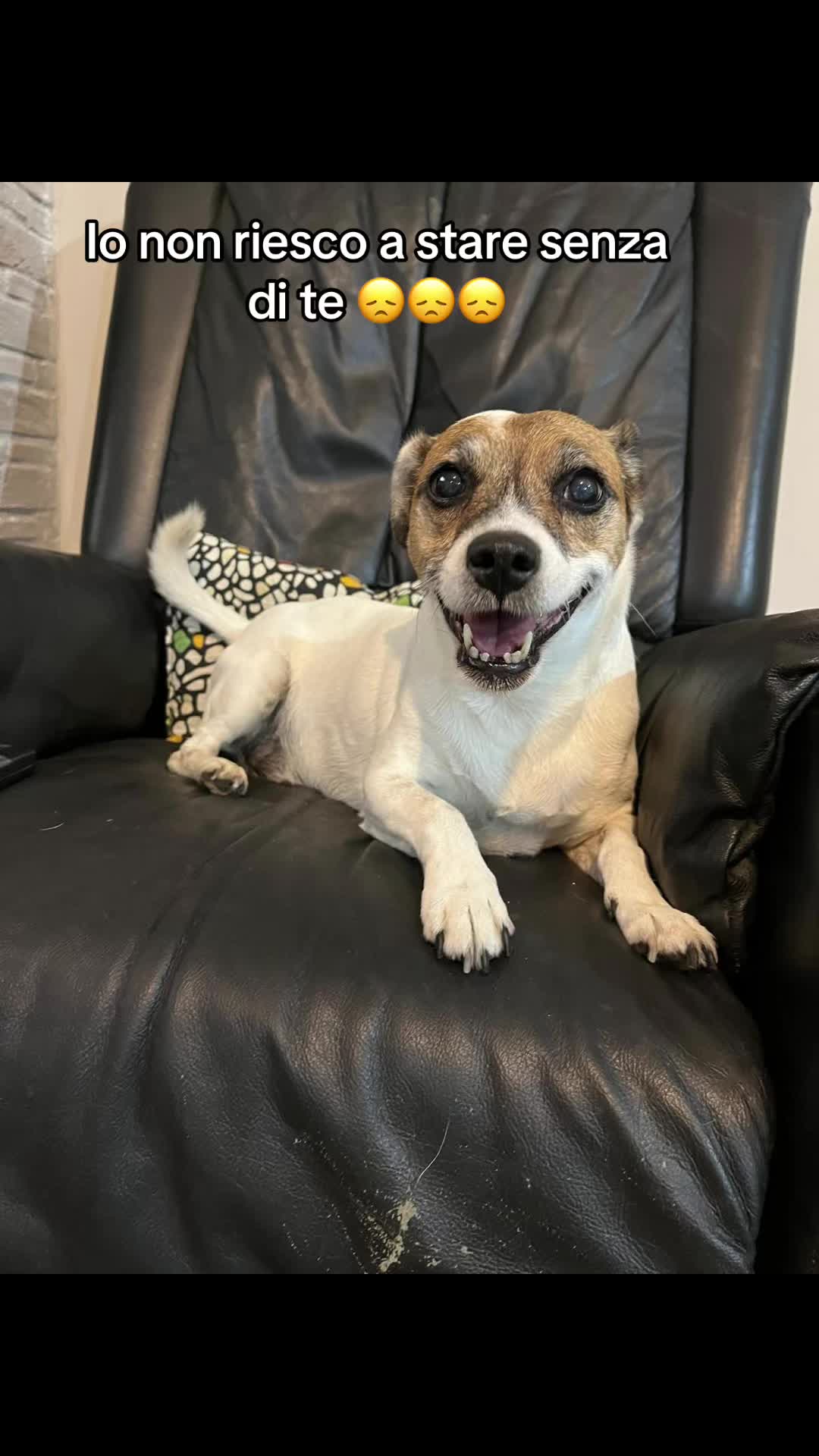@The Queen 👑 My Dog Family &hearts;️