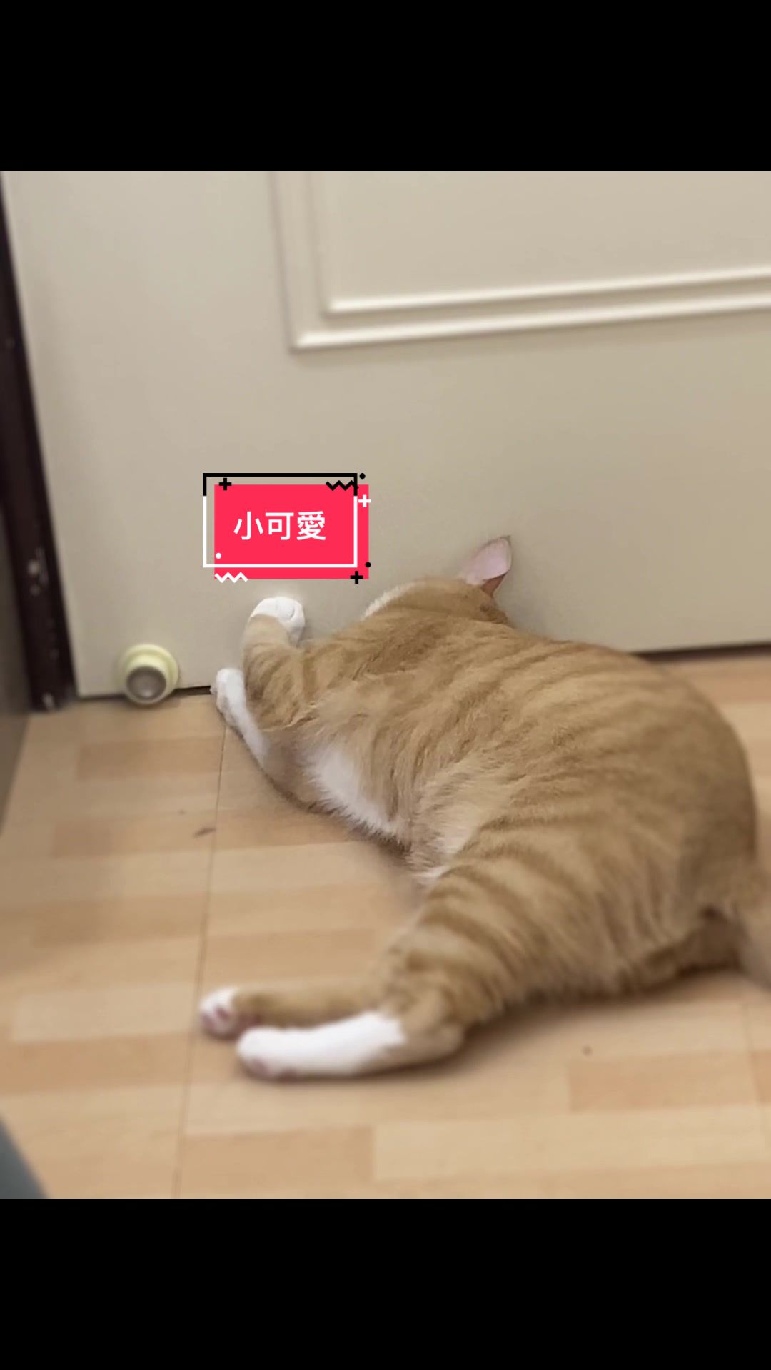 @柑仔弟弟
