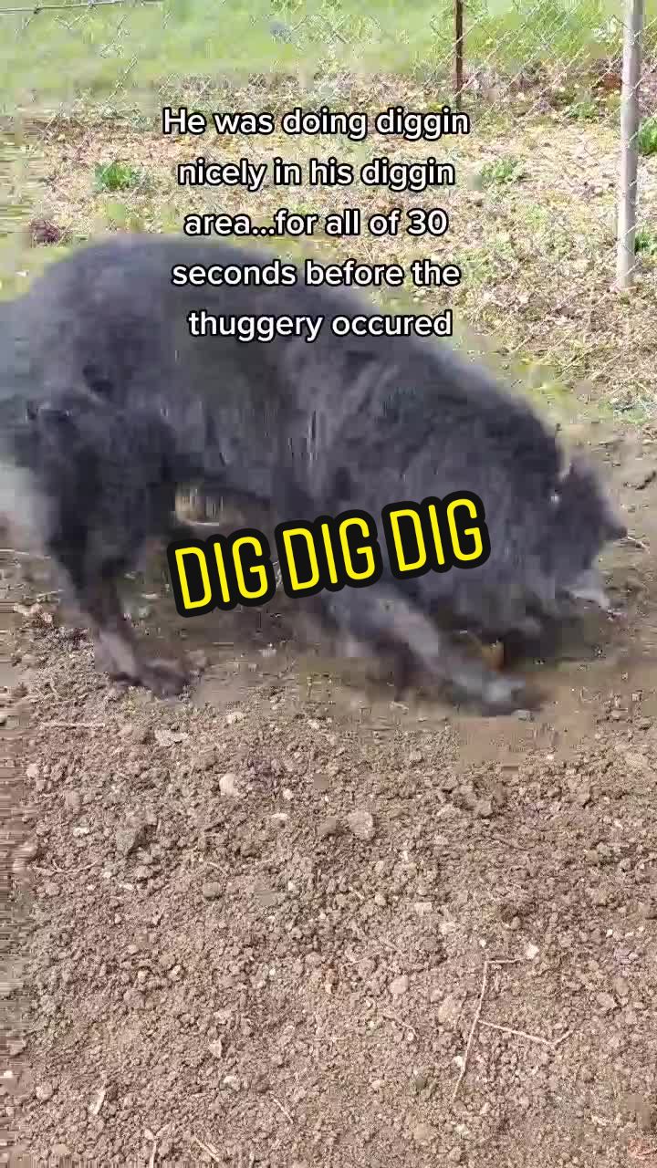 @BERTIEBOOPS & CO