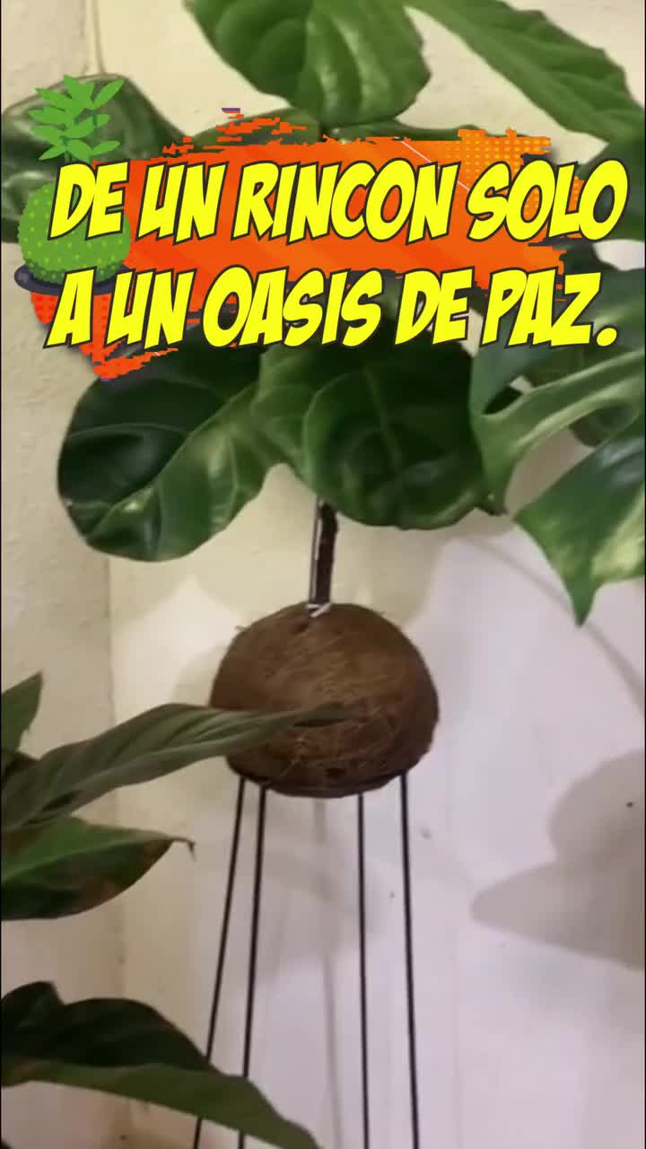 @Escuela de Kokedamas✅