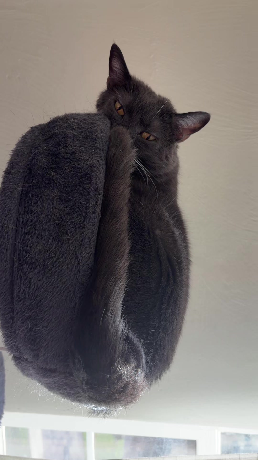 @zeldathecutecat
