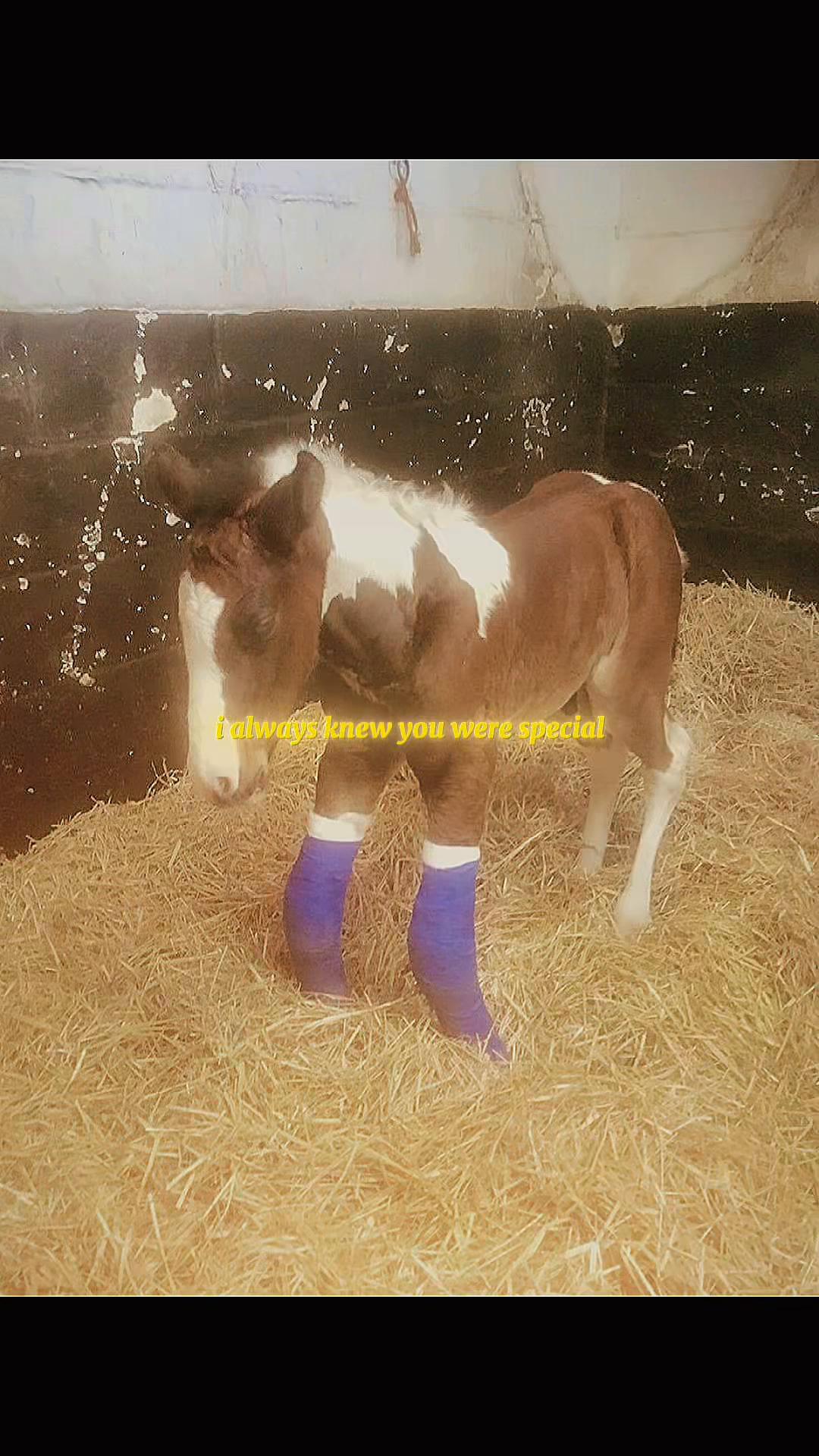 @Becky O&rsquo;Neill Equestrian