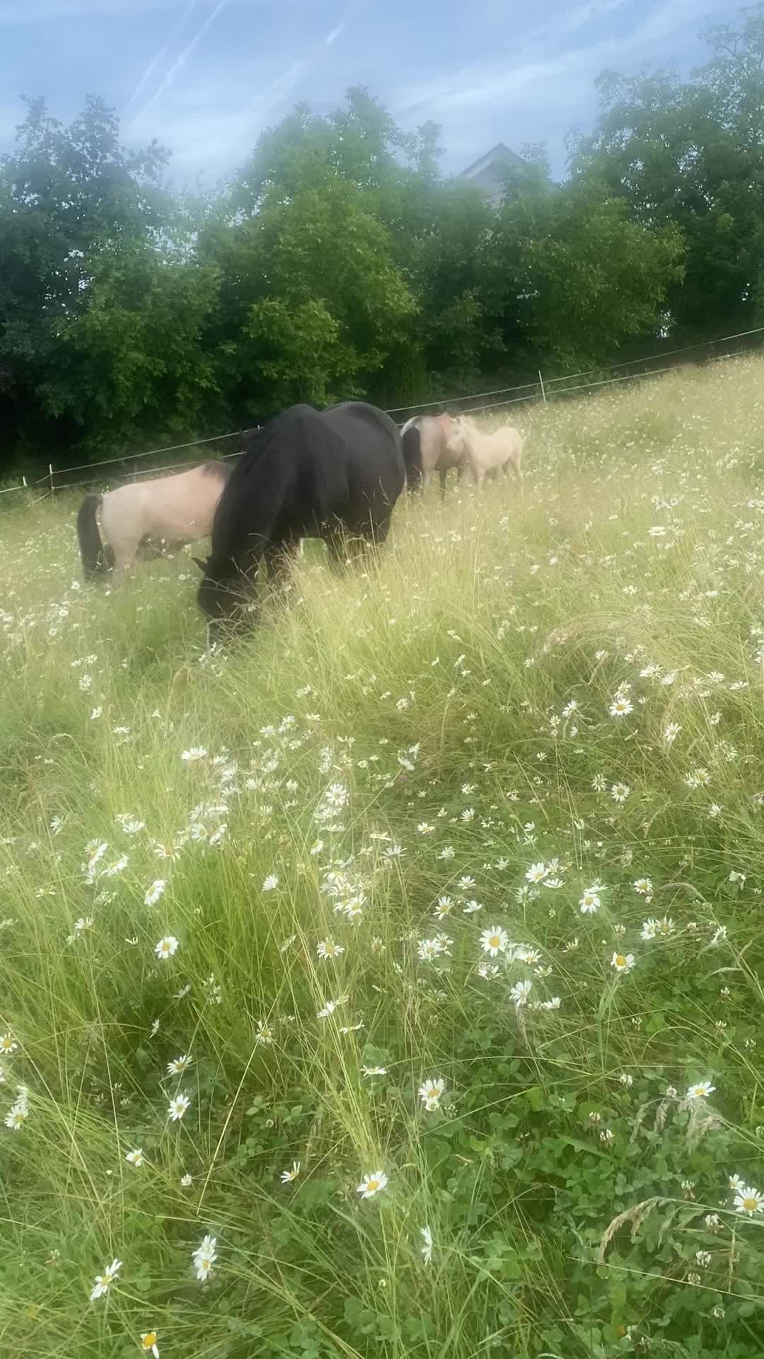 @Sarah and her Ponys and dogs