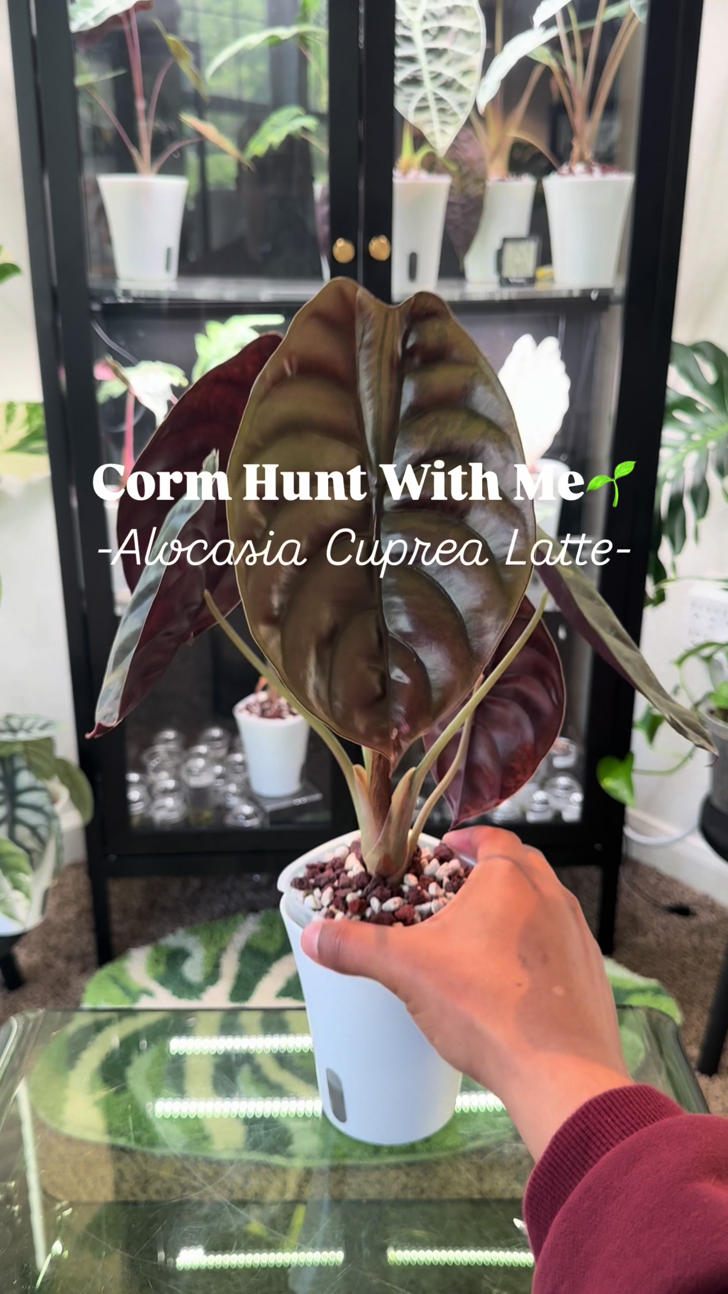 @RarePlantNinja